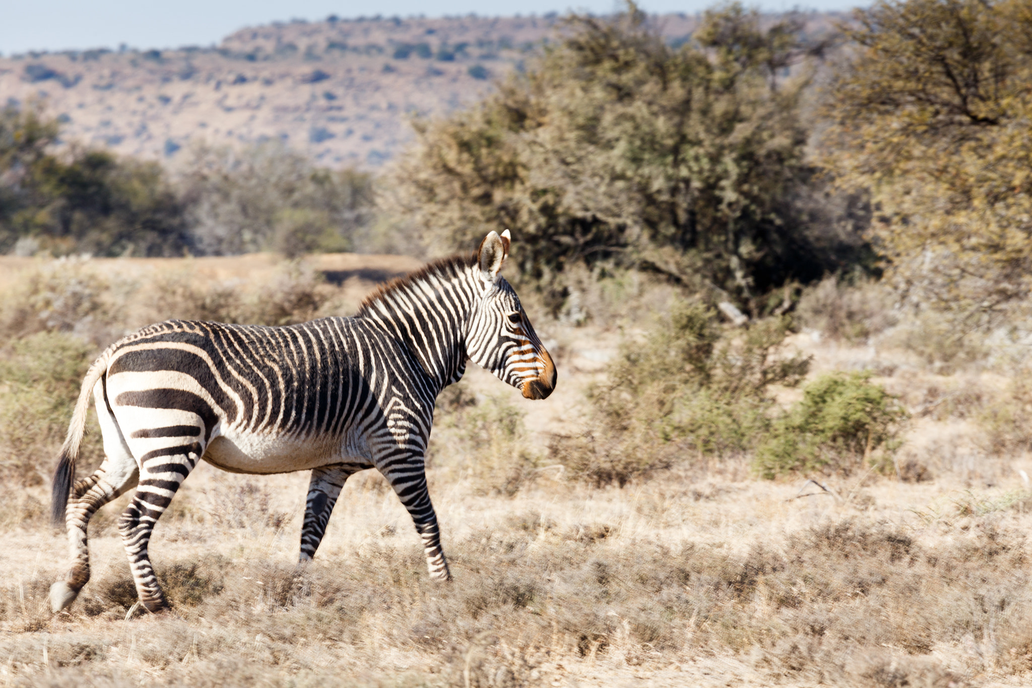 Canon EF 100-400mm F4.5-5.6L IS USM sample photo. Going for a walk - wildlife park photography