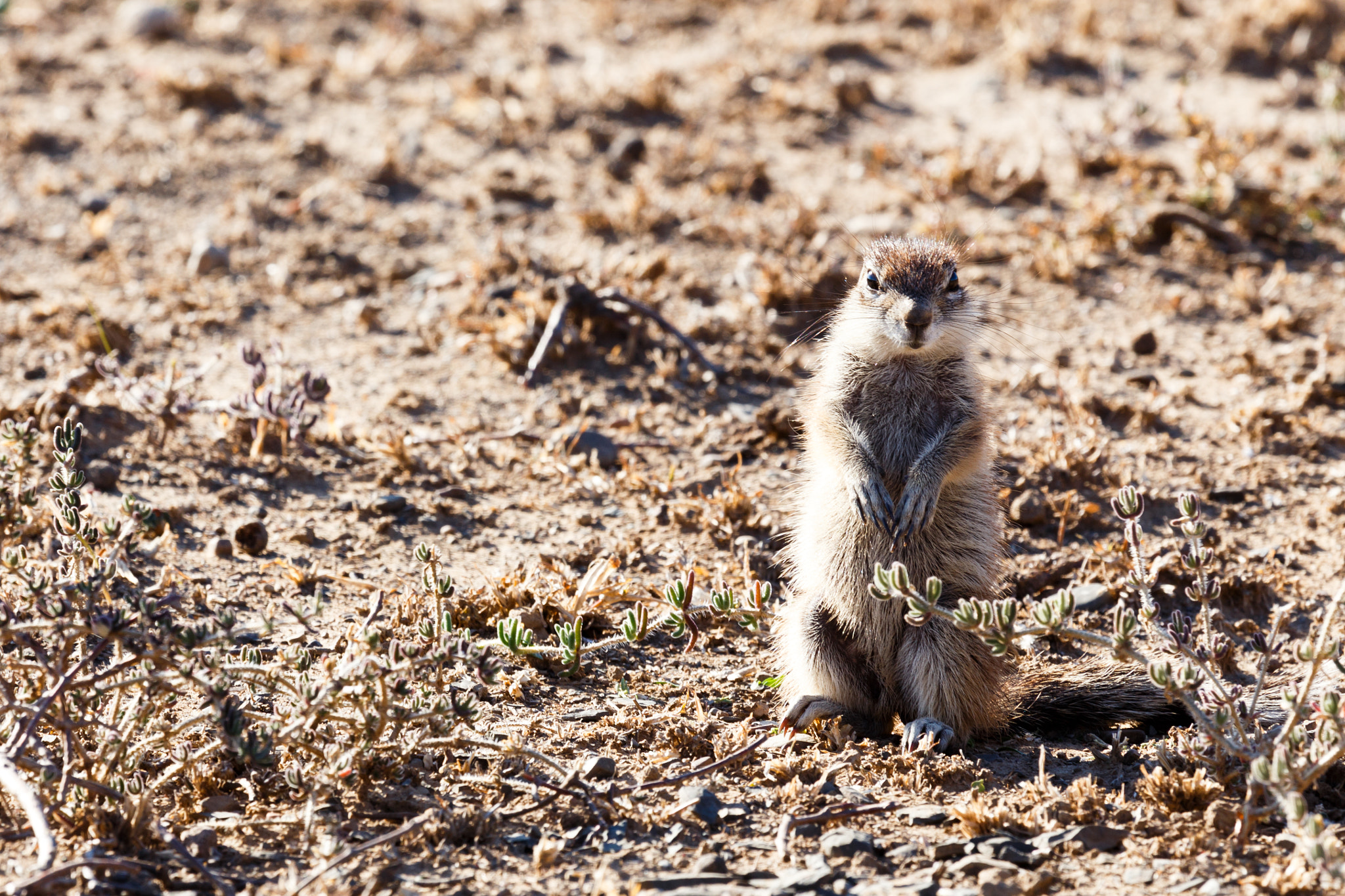 Canon EF 100-400mm F4.5-5.6L IS USM sample photo. Ground squirrel watching you - wildlife park photography