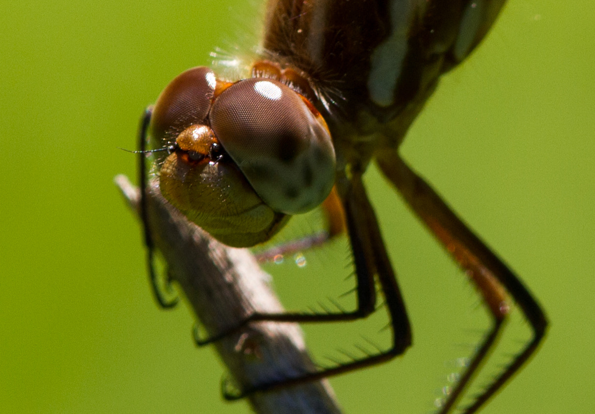 Canon EF 180mm F3.5L Macro USM sample photo. Smile photography