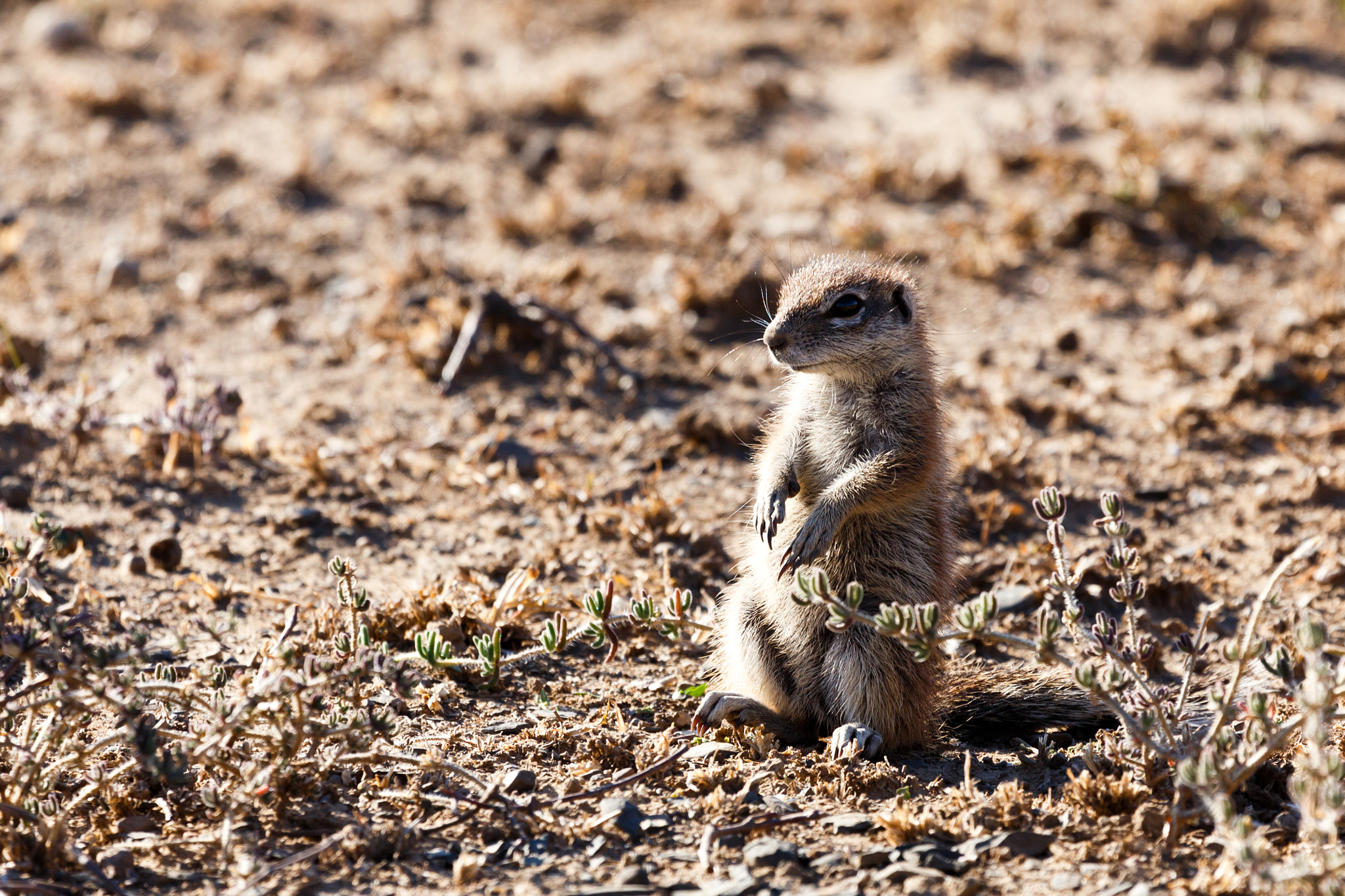Canon EF 100-400mm F4.5-5.6L IS USM sample photo. Ground squirrel - wildlife park photography