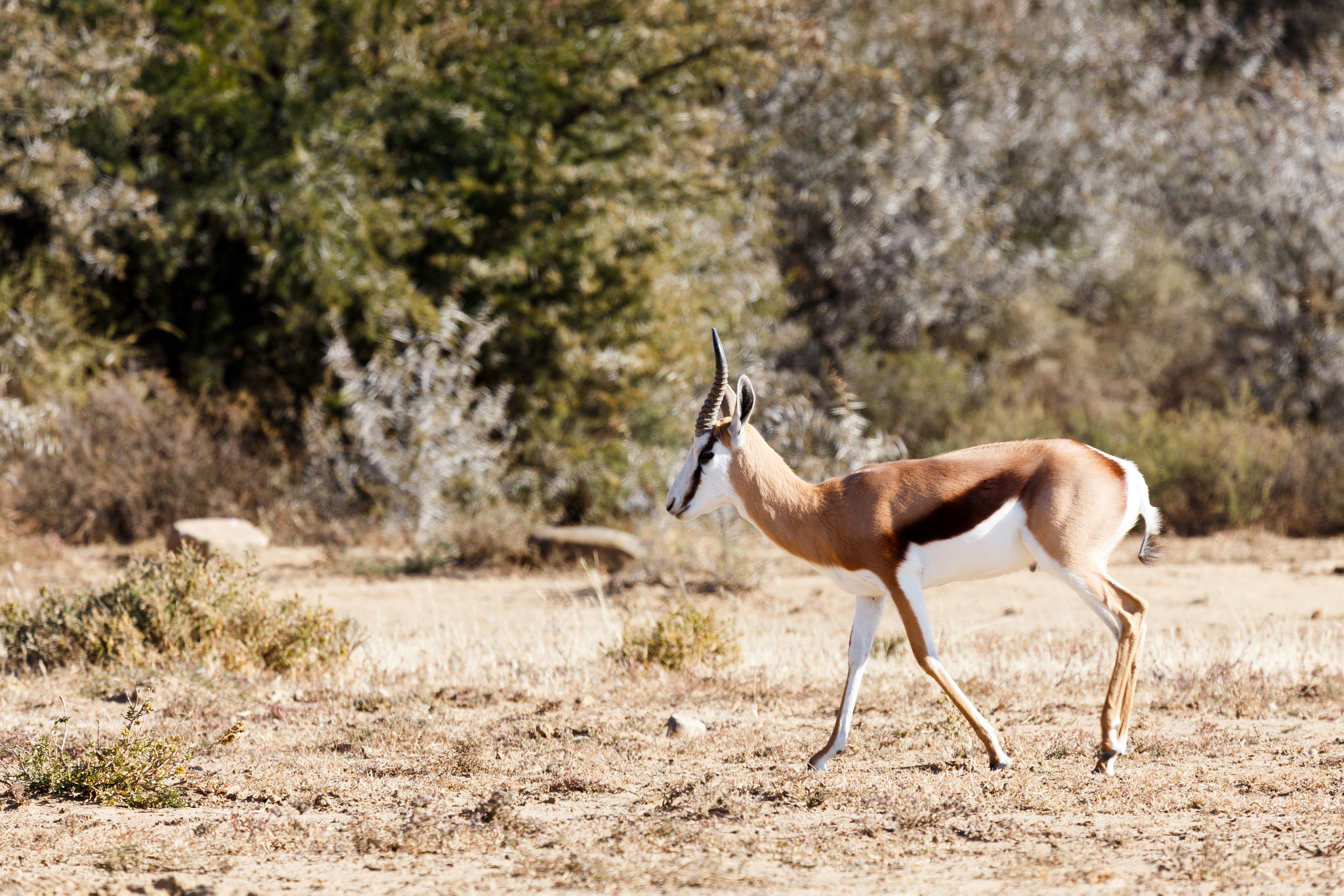 Canon EF 100-400mm F4.5-5.6L IS USM sample photo. Springbok walking - wildlife park photography