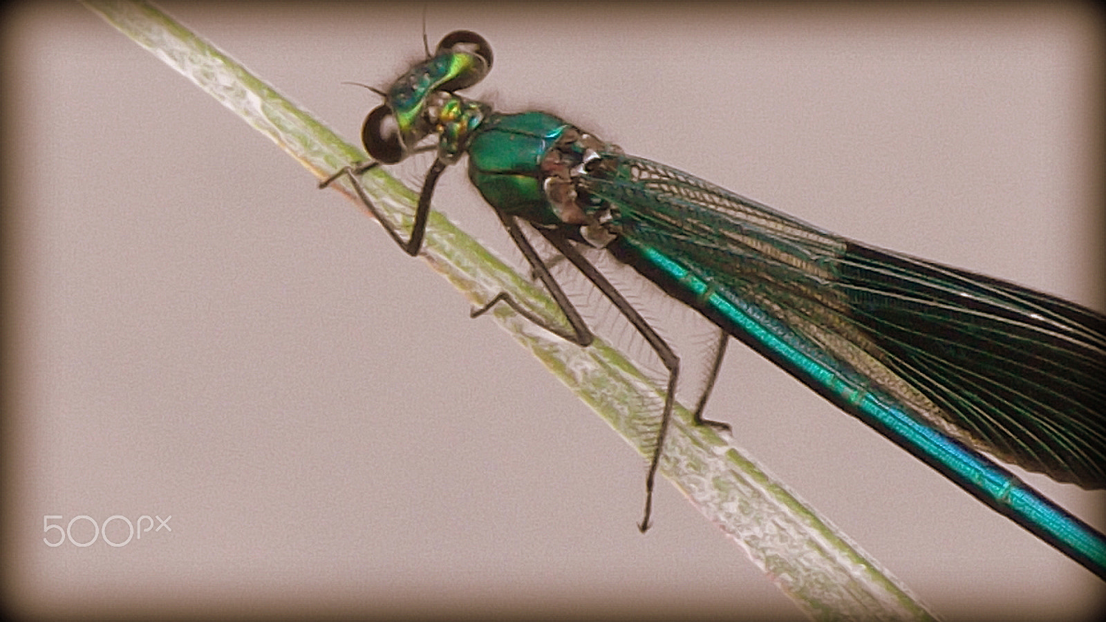 Fujifilm FinePix T310 sample photo. Dragonfly photography