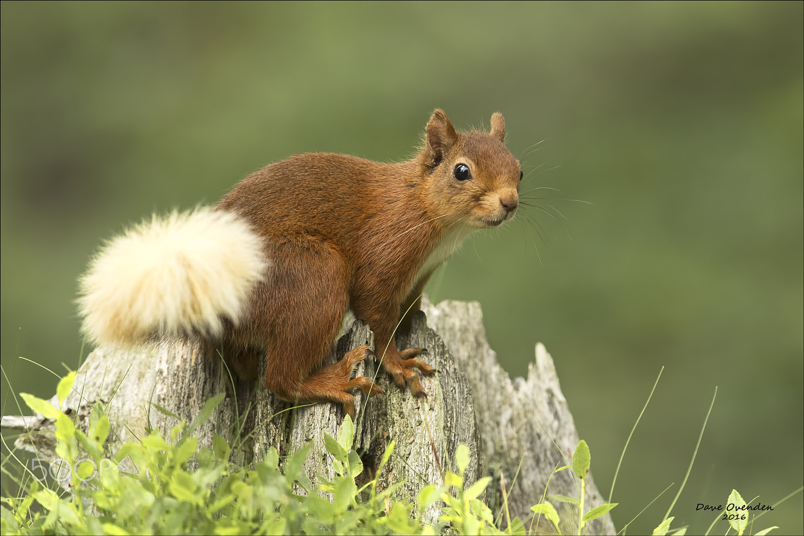 Canon EF 300mm F2.8L IS II USM sample photo. Red squirrel photography