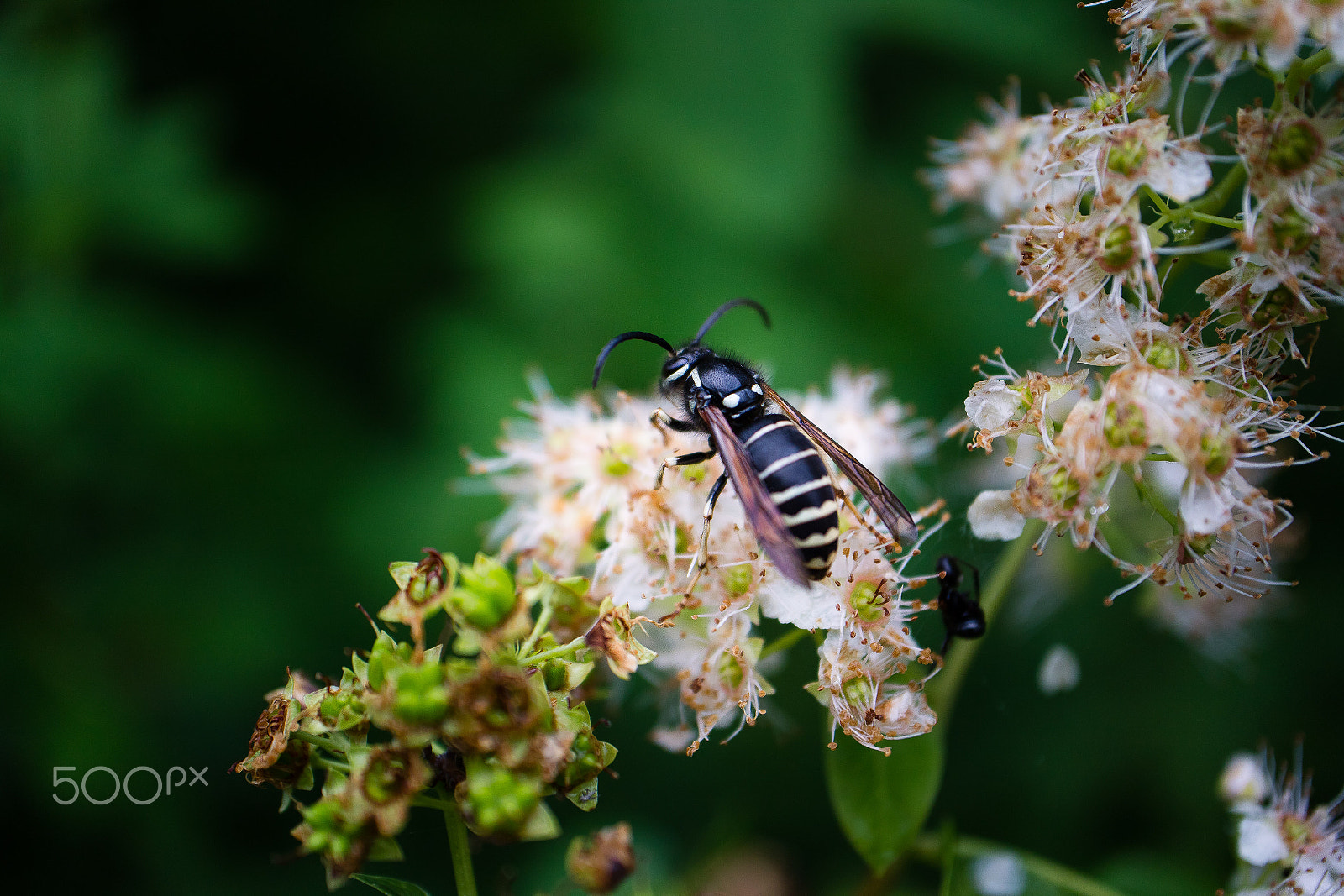 Canon EF-M 28mm F3.5 Macro IS STM sample photo. Waspish photography