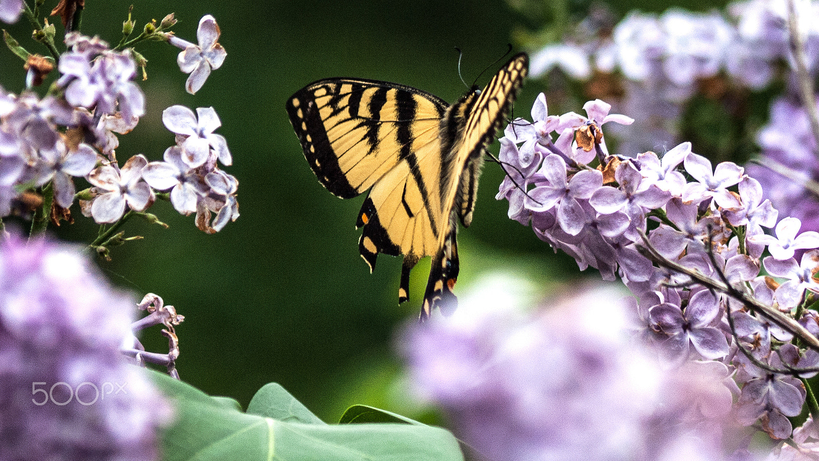Olympus Zuiko Digital ED 70-300mm F4.0-5.6 sample photo. Ohh sweet nectar photography