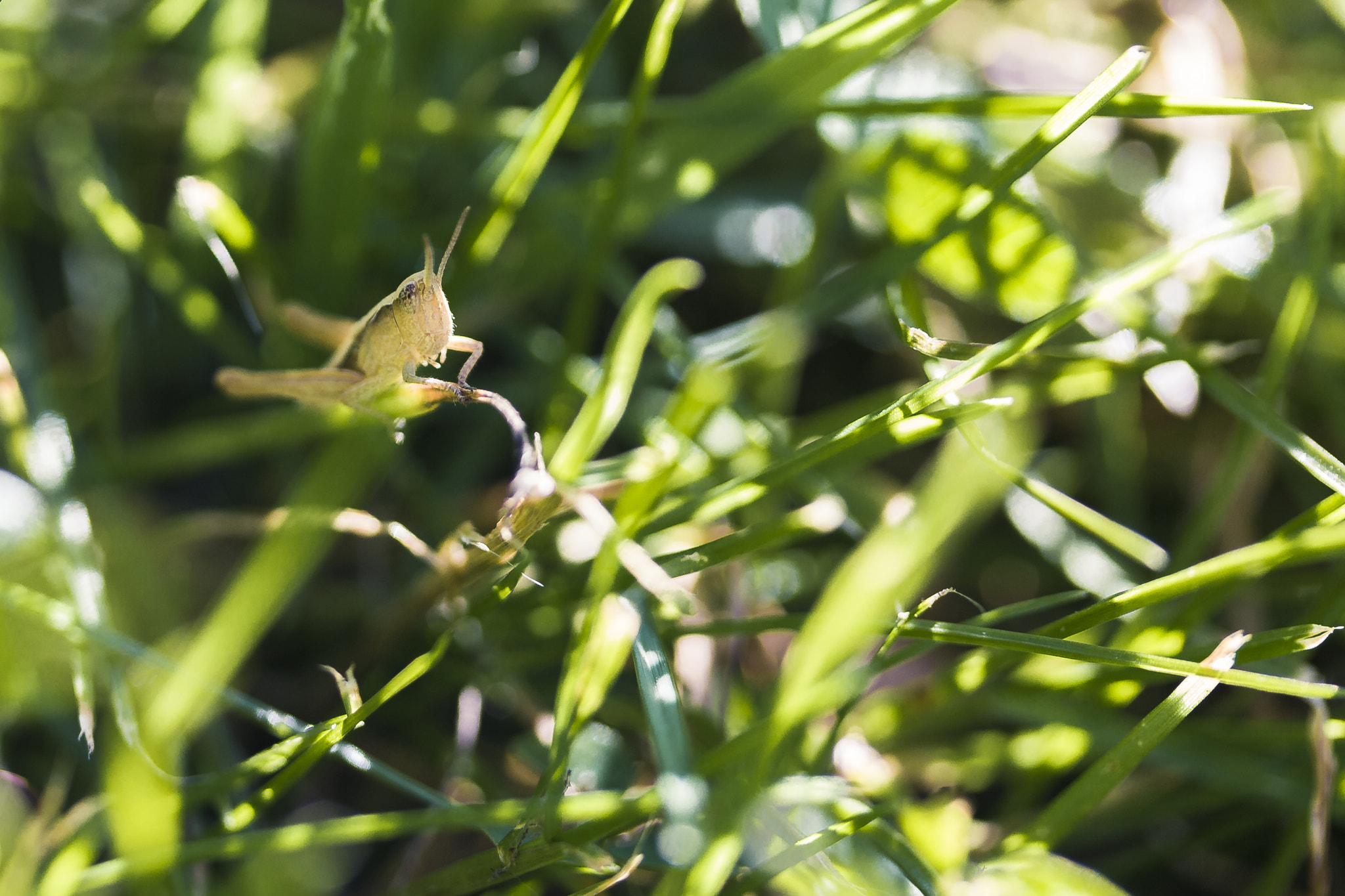 Canon EF-S 60mm F2.8 Macro USM sample photo. Grasshopper photography