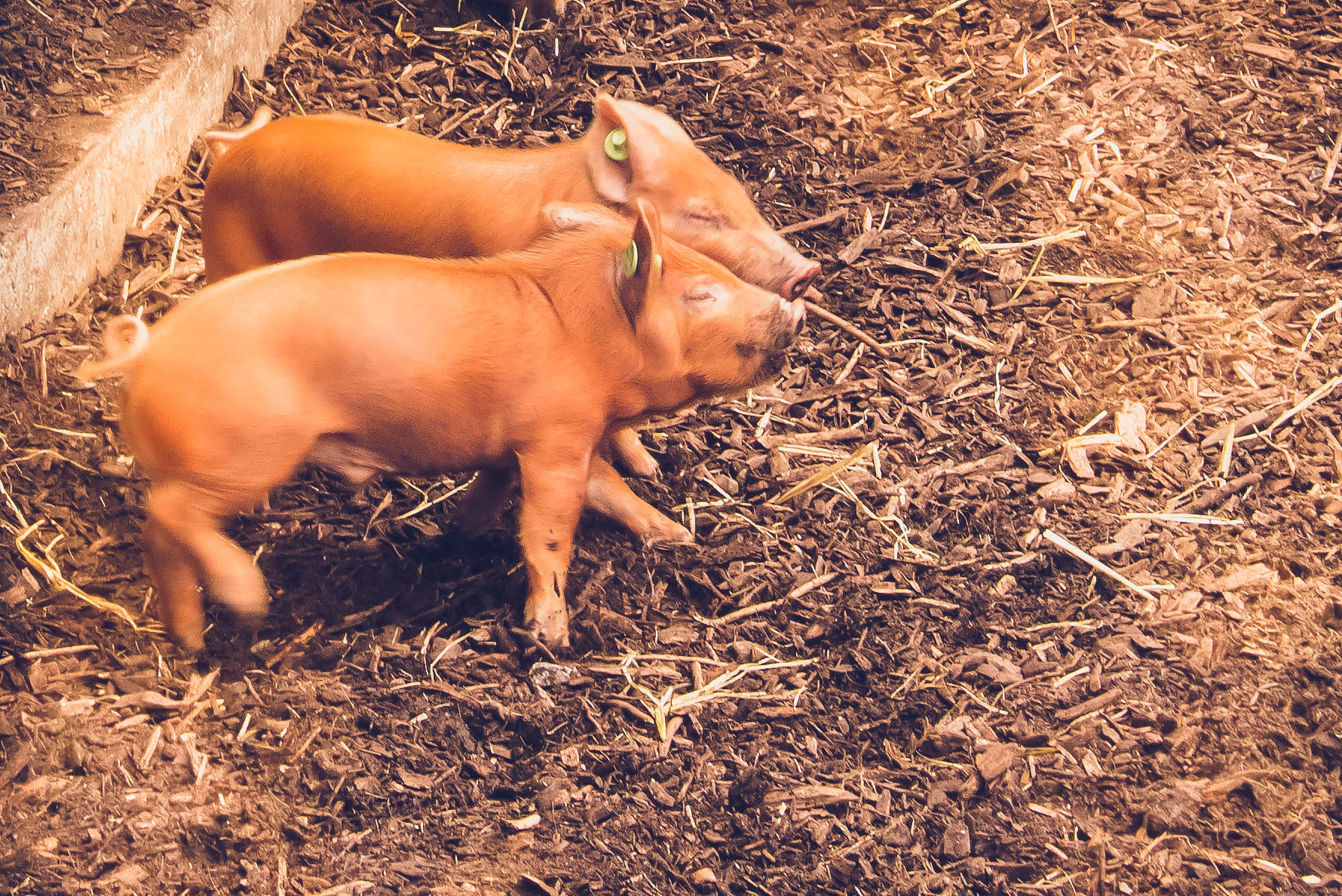 Sigma 24mm F1.4 DG HSM Art sample photo. Piglet snuggle photography