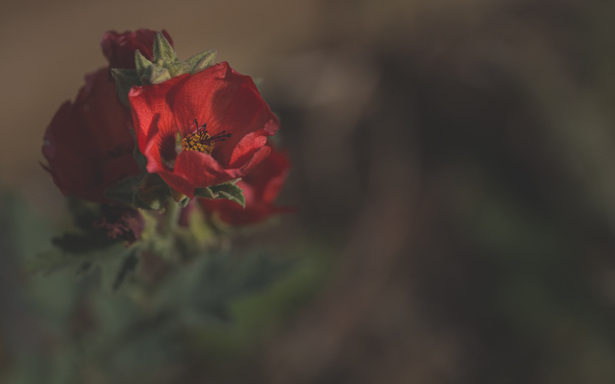 Canon EOS 700D (EOS Rebel T5i / EOS Kiss X7i) + Canon EF 24-70mm F4L IS USM sample photo. Miniture poppies photography