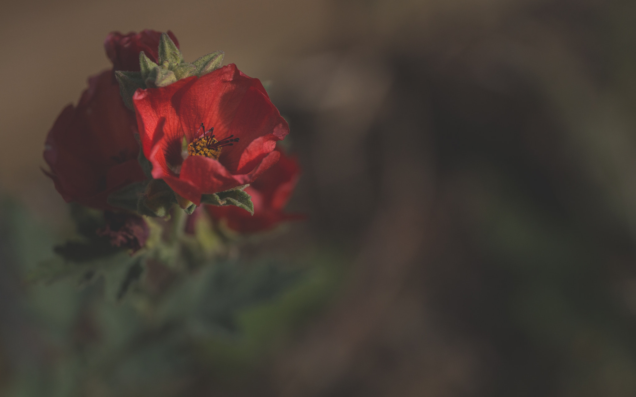 Canon EF 24-70mm F4L IS USM sample photo. Miniture poppies photography