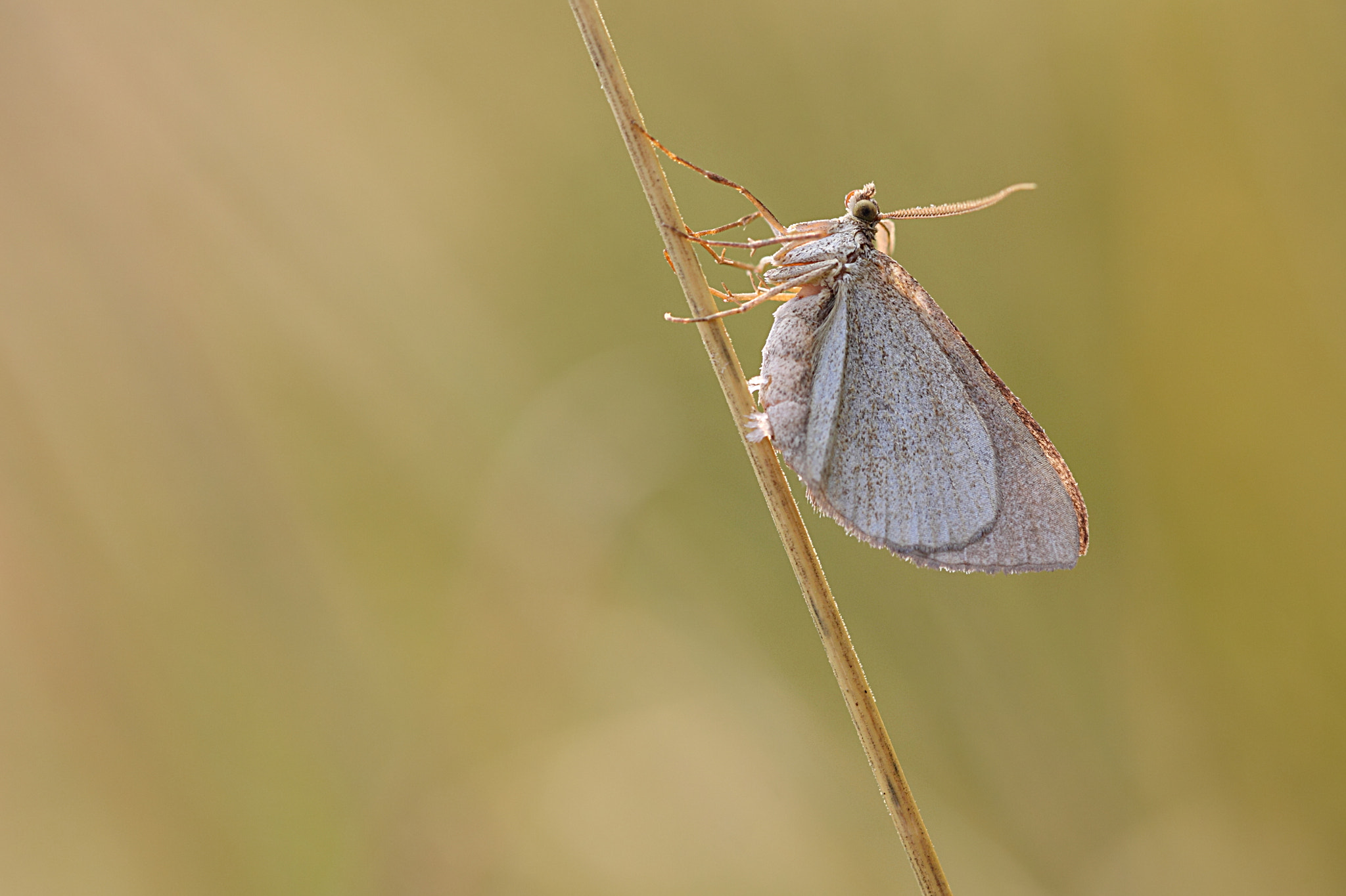 Canon EOS 50D + Canon EF 100mm F2.8L Macro IS USM sample photo. Resting photography