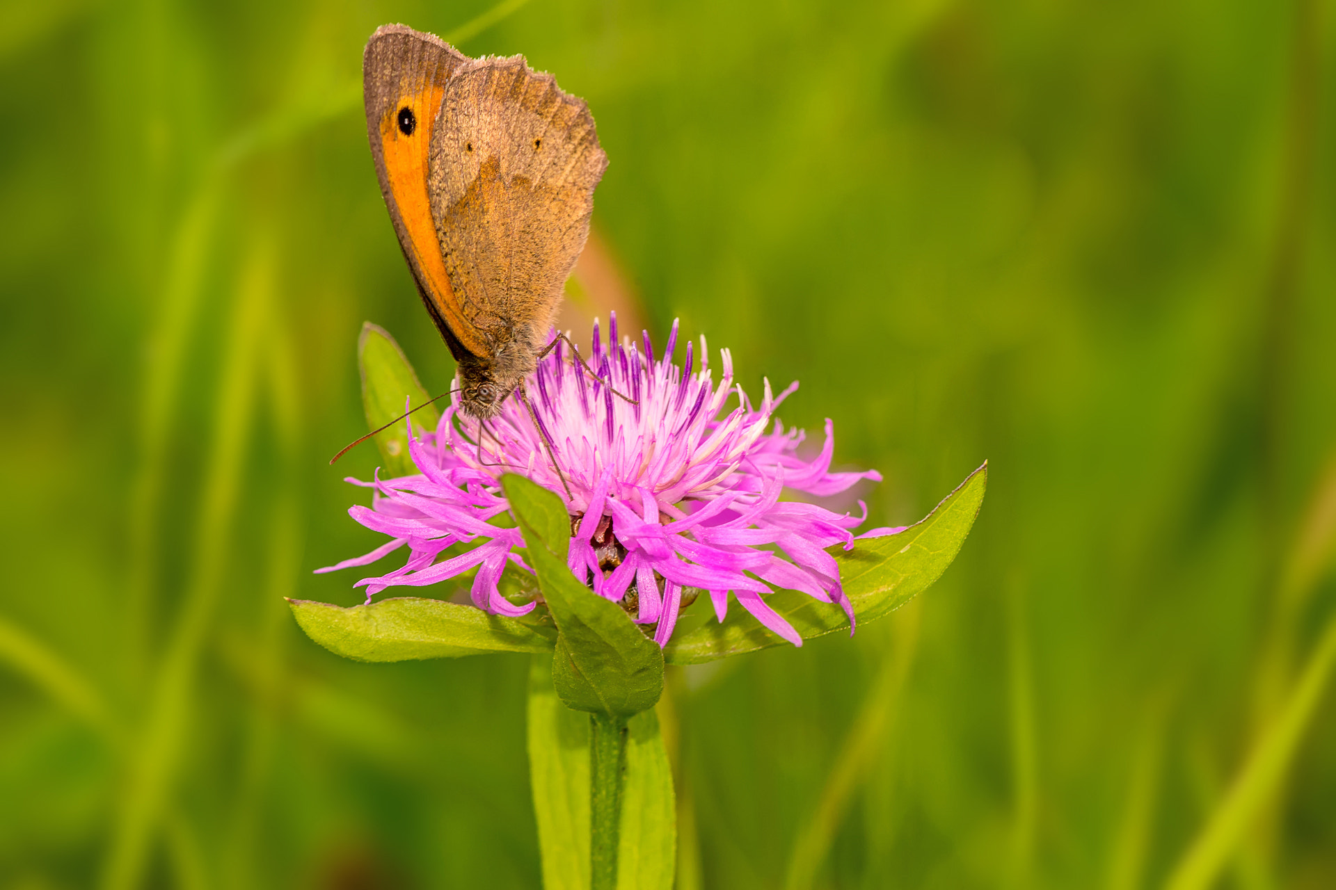 Sony a99 II sample photo. Butterfly and clover photography