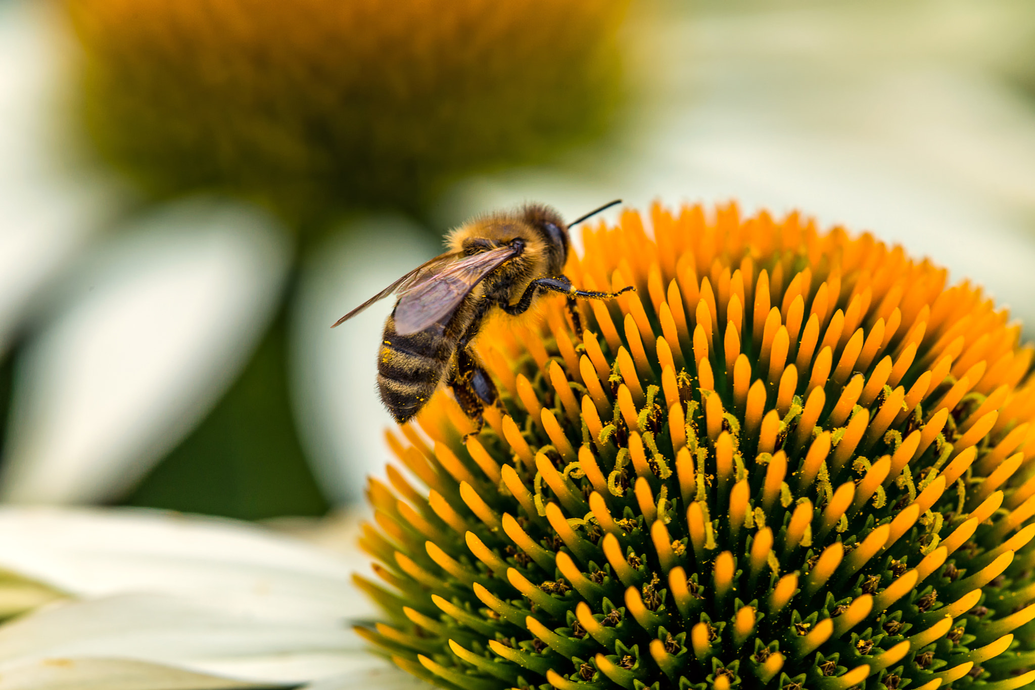 Sony SLT-A99V sample photo. Collecting pollen photography