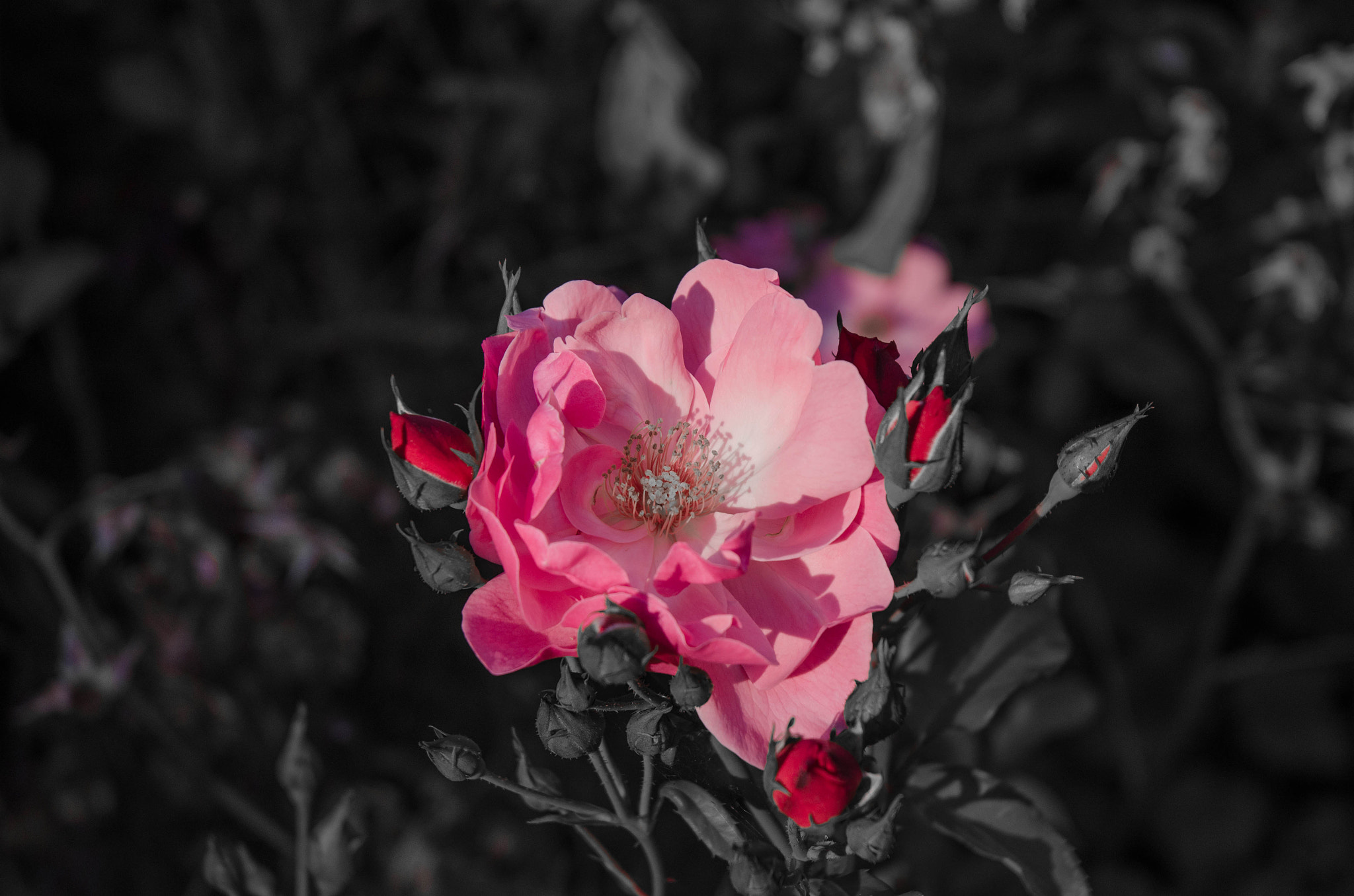 Nikon D5100 sample photo. Beautiful rose photography
