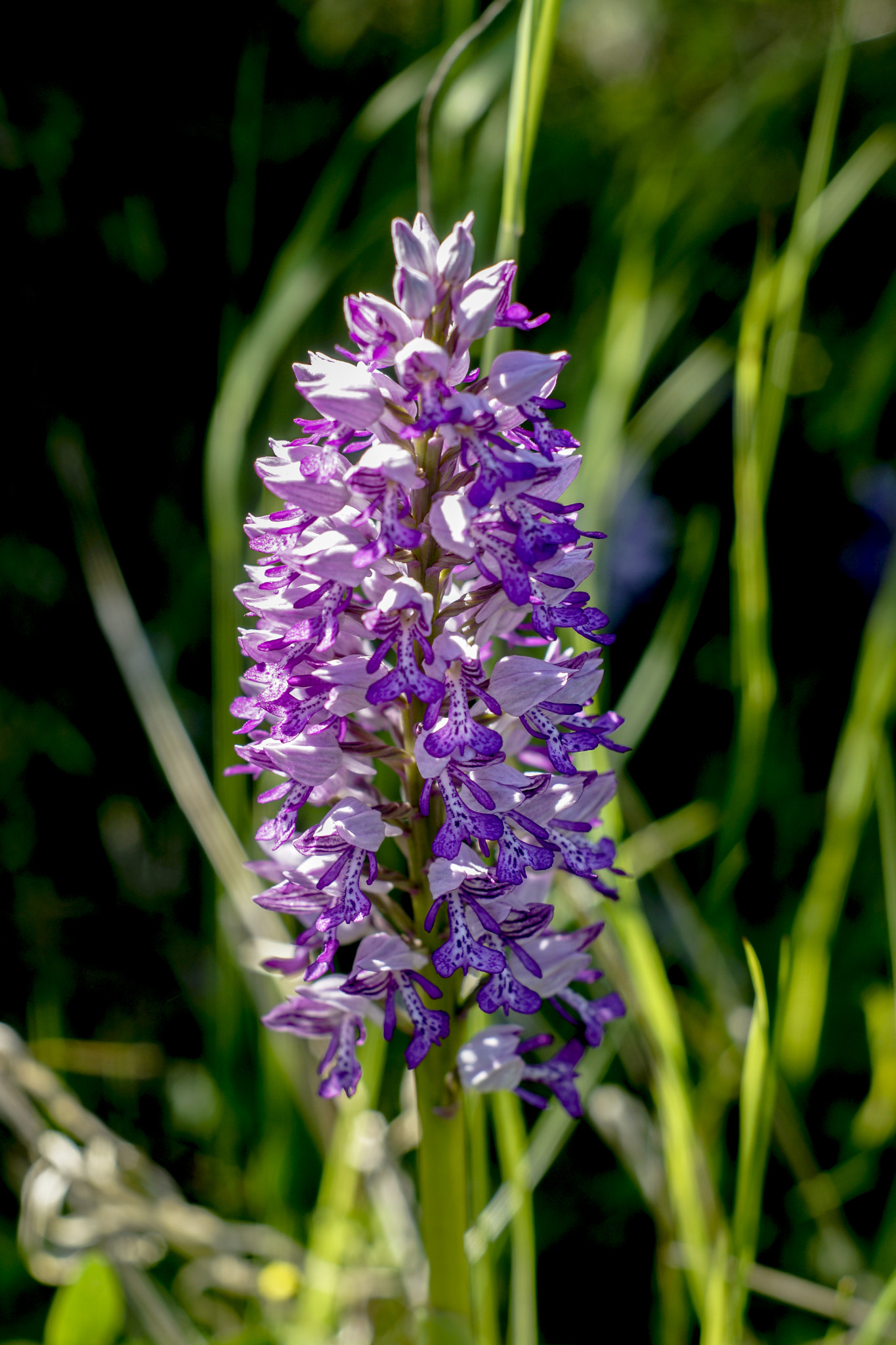 Sony SLT-A77 + Minolta AF 50mm F1.7 sample photo. Wild orchis photography