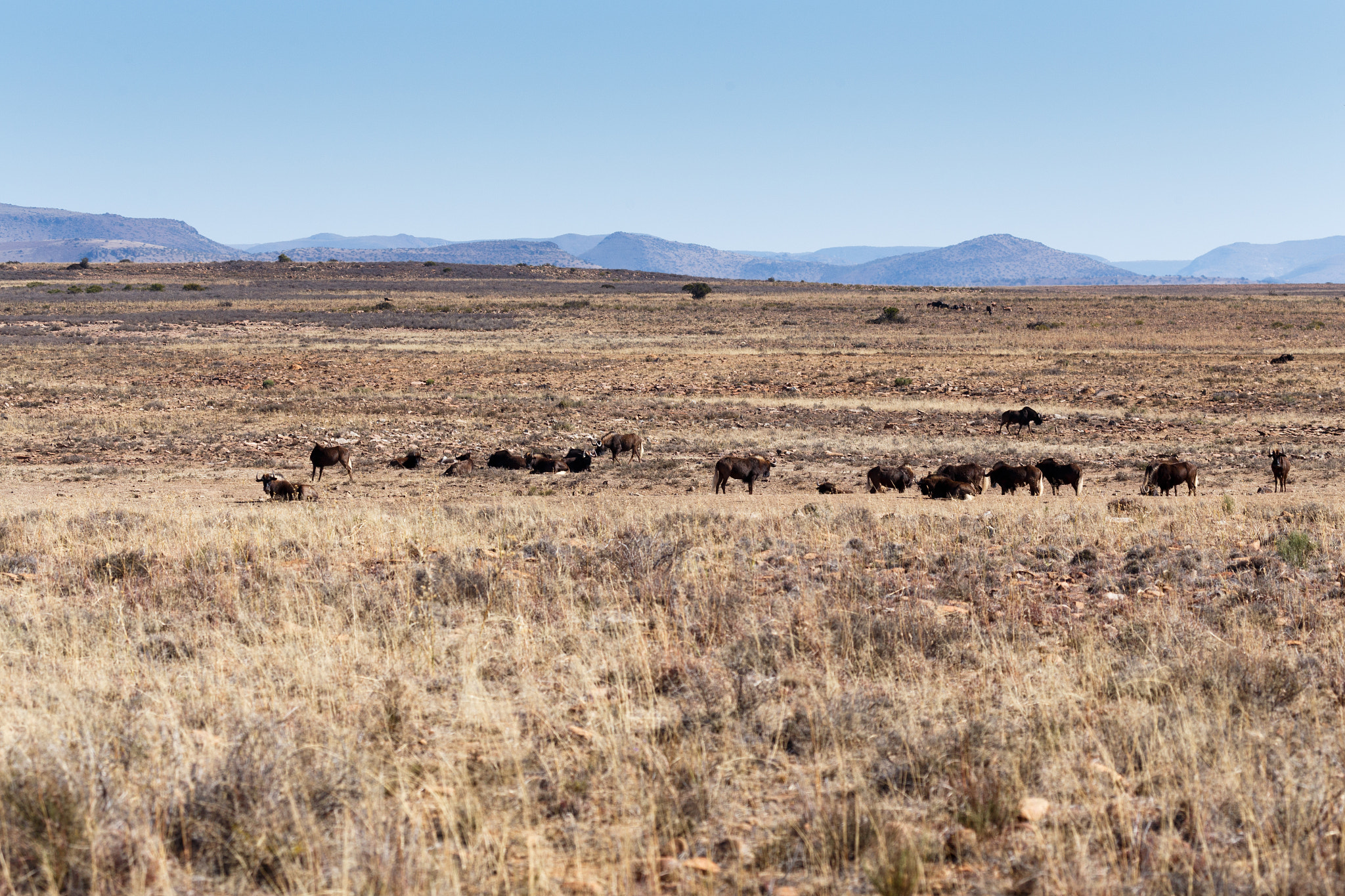 Canon EF 100-400mm F4.5-5.6L IS USM sample photo. Black wildebeest landscape in cradock photography
