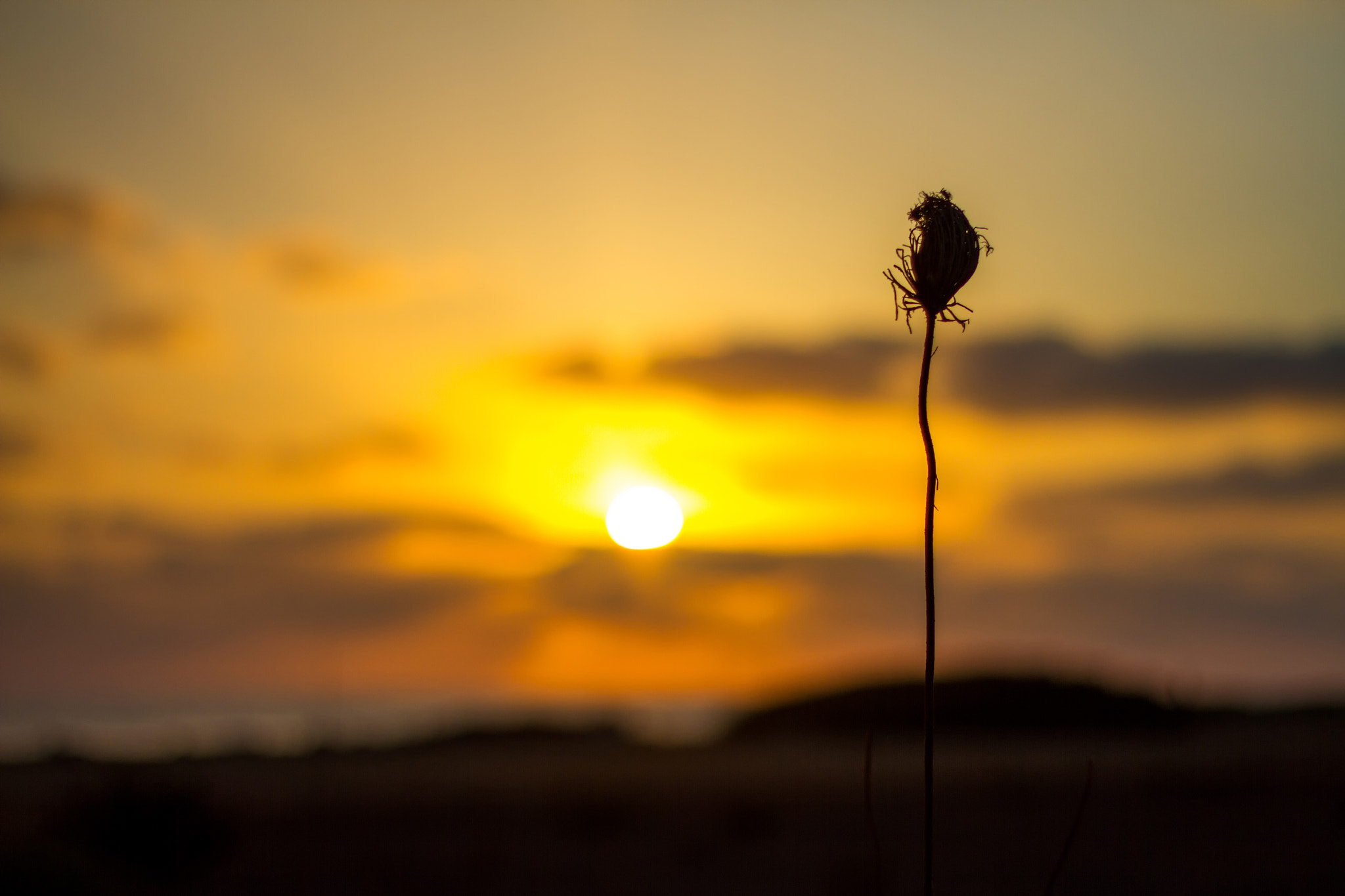 Canon EOS 7D + Canon EF 50mm F1.8 II sample photo. Alone photography