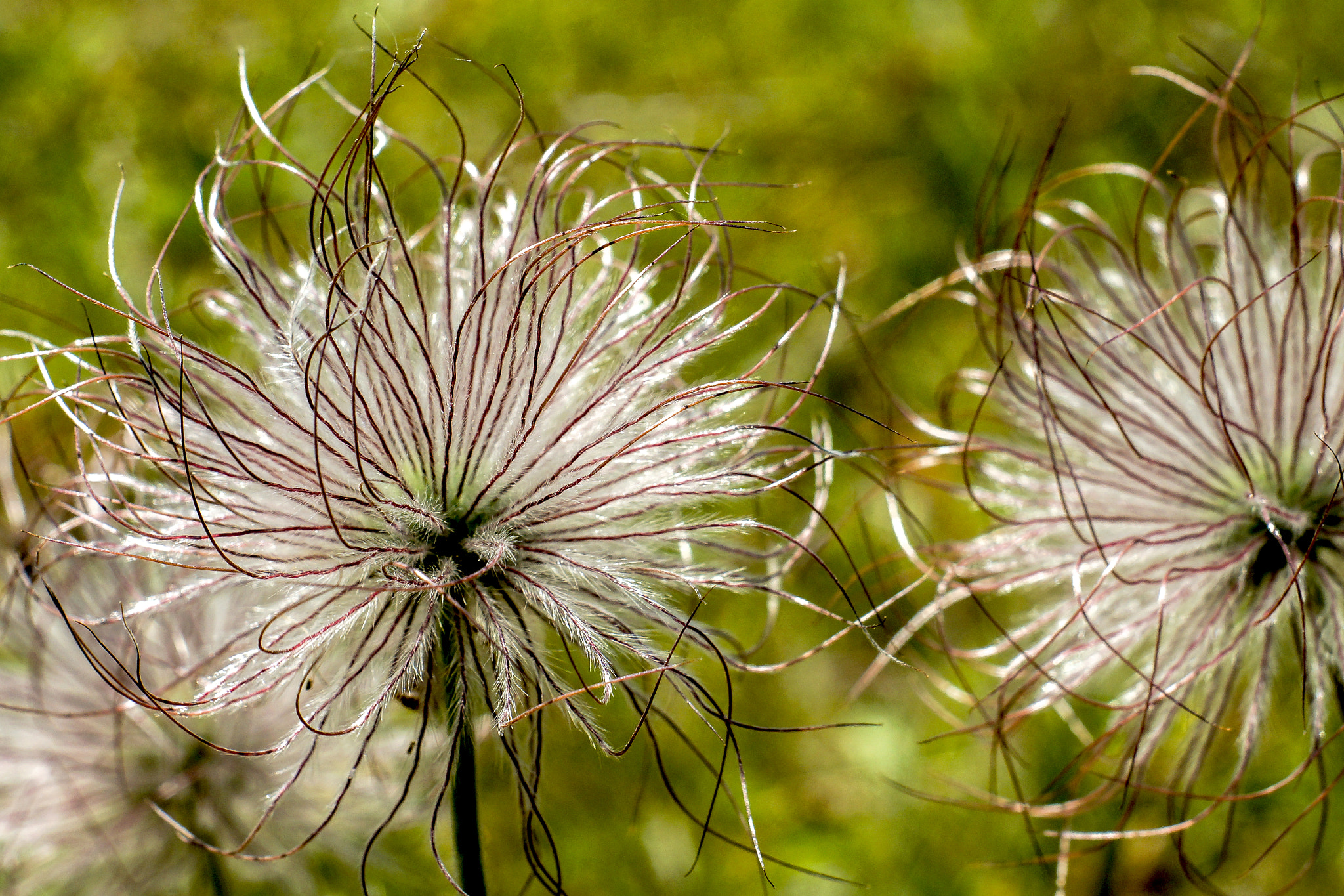 Sony SLT-A77 + Minolta AF 50mm F1.7 sample photo. Fruit of pulsatilla photography