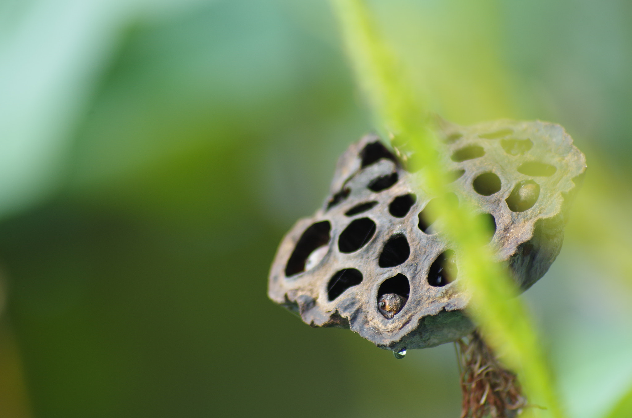 Pentax K-50 + smc PENTAX-FA 70-200mm F4-5.6 sample photo. Sen khô photography