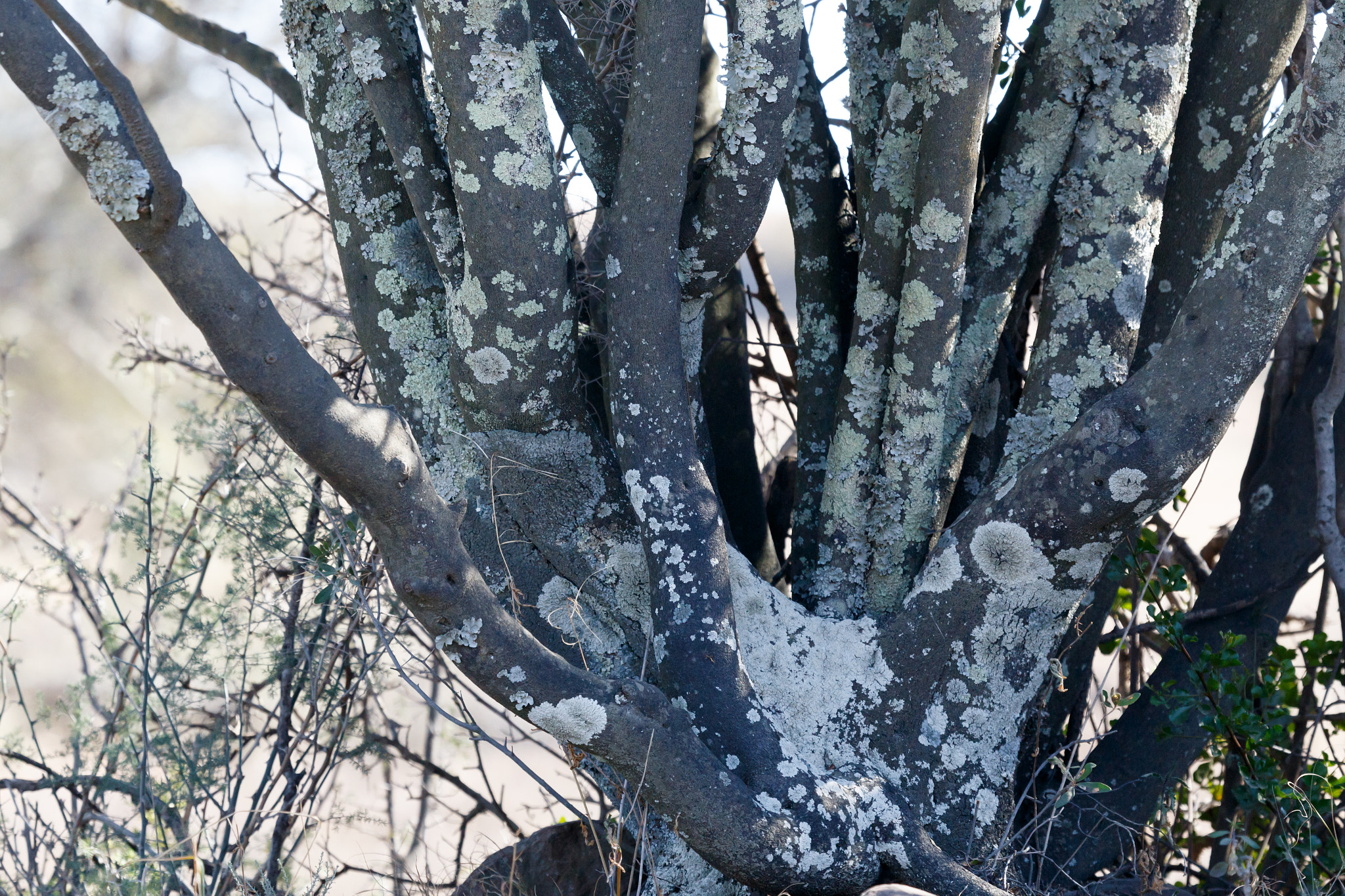 Canon EF 100-400mm F4.5-5.6L IS USM sample photo. Tree with spots in cradock photography