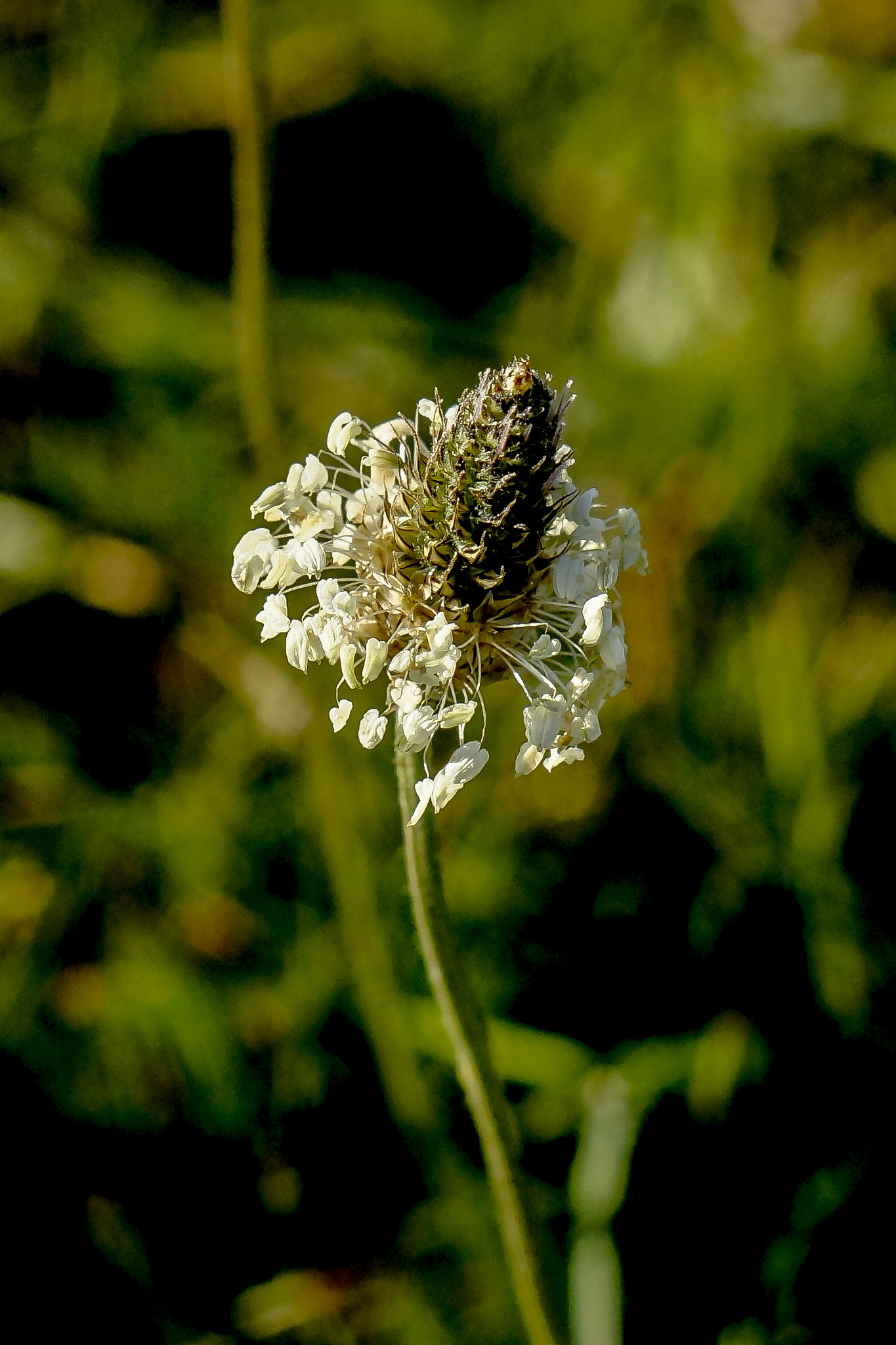 Sony SLT-A77 + Minolta AF 50mm F1.7 sample photo. Plantago photography