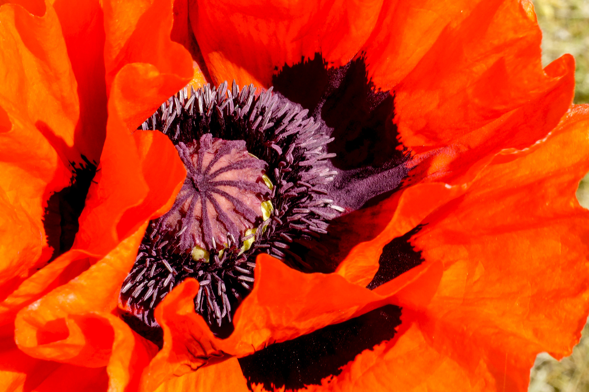 Sony SLT-A77 + Minolta AF 50mm F1.7 sample photo. Red poppy photography