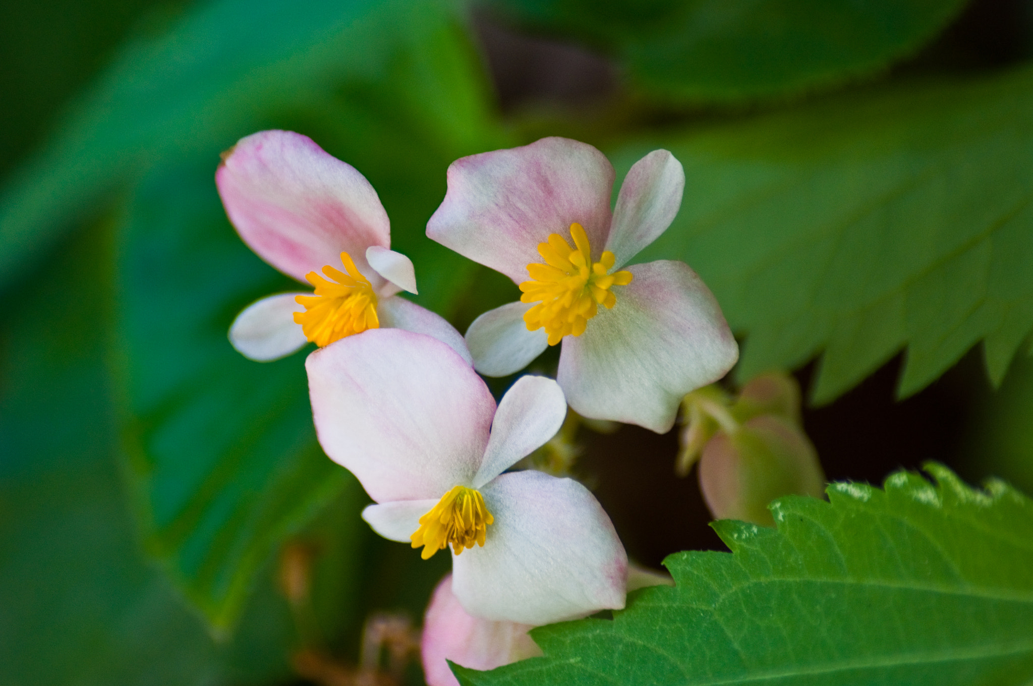 Nikon D90 + Sigma 70-300mm F4-5.6 DG Macro sample photo. Flower photography