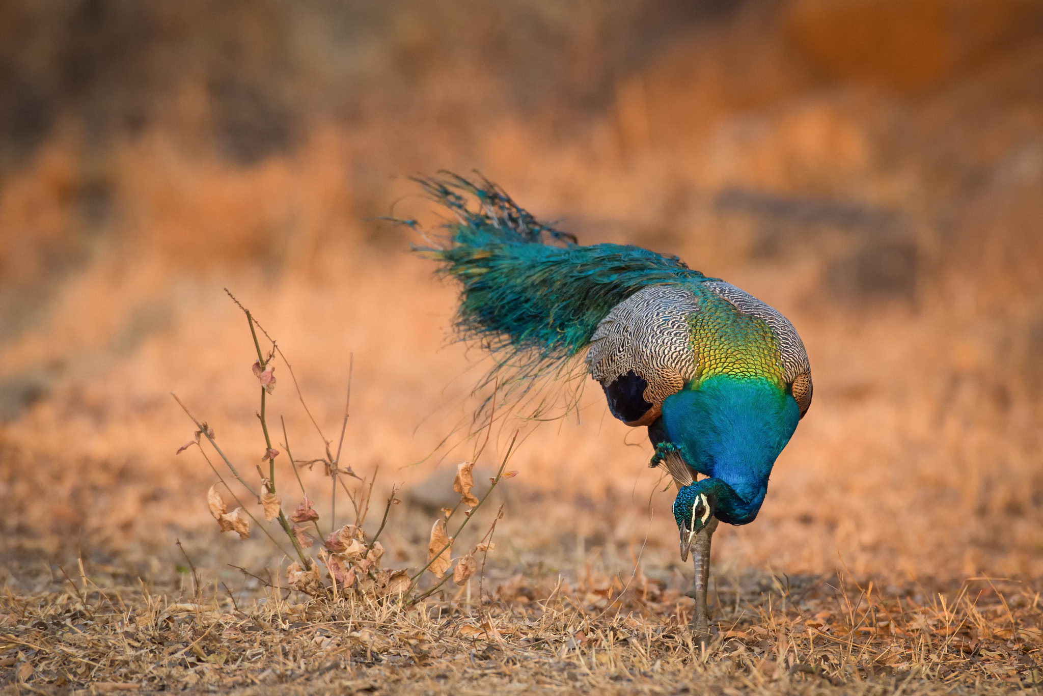 Nikon AF-S Nikkor 600mm F4D ED-IF II sample photo. Peacock photography