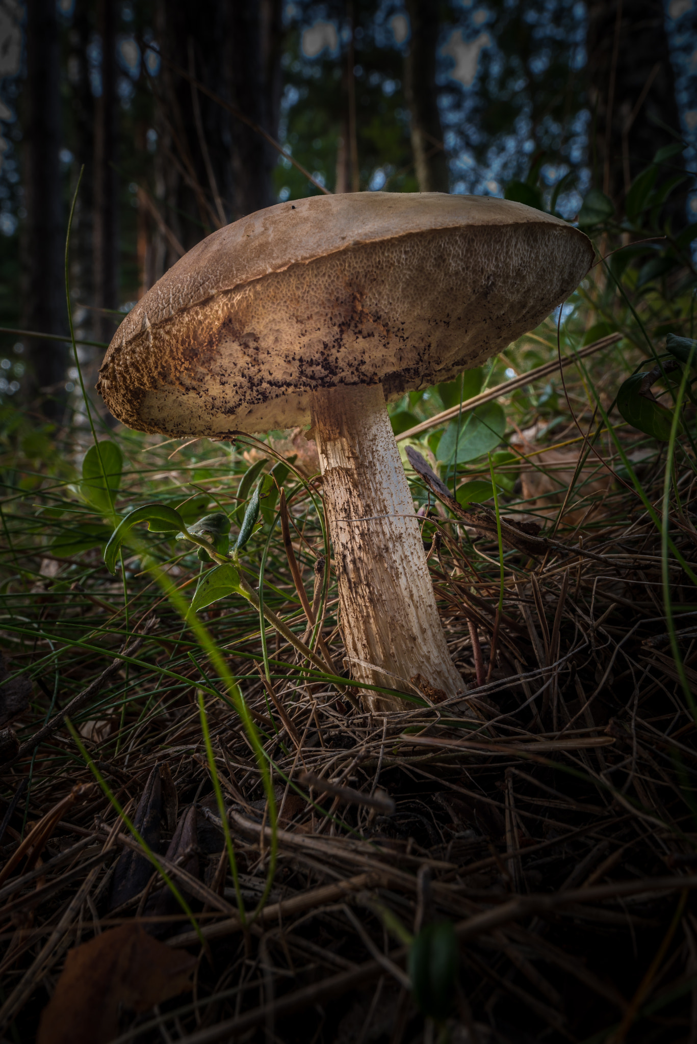 Nikon D800 + Nikon PC-E Nikkor 24mm F3.5D ED Tilt-Shift sample photo. Wild mushroom photography