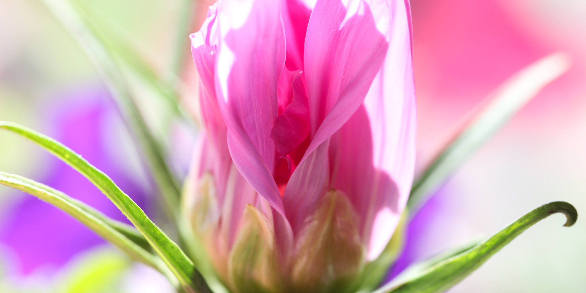 Canon EOS 60D + Sigma 105mm F2.8 EX DG Macro sample photo. Beautiful -belle photography