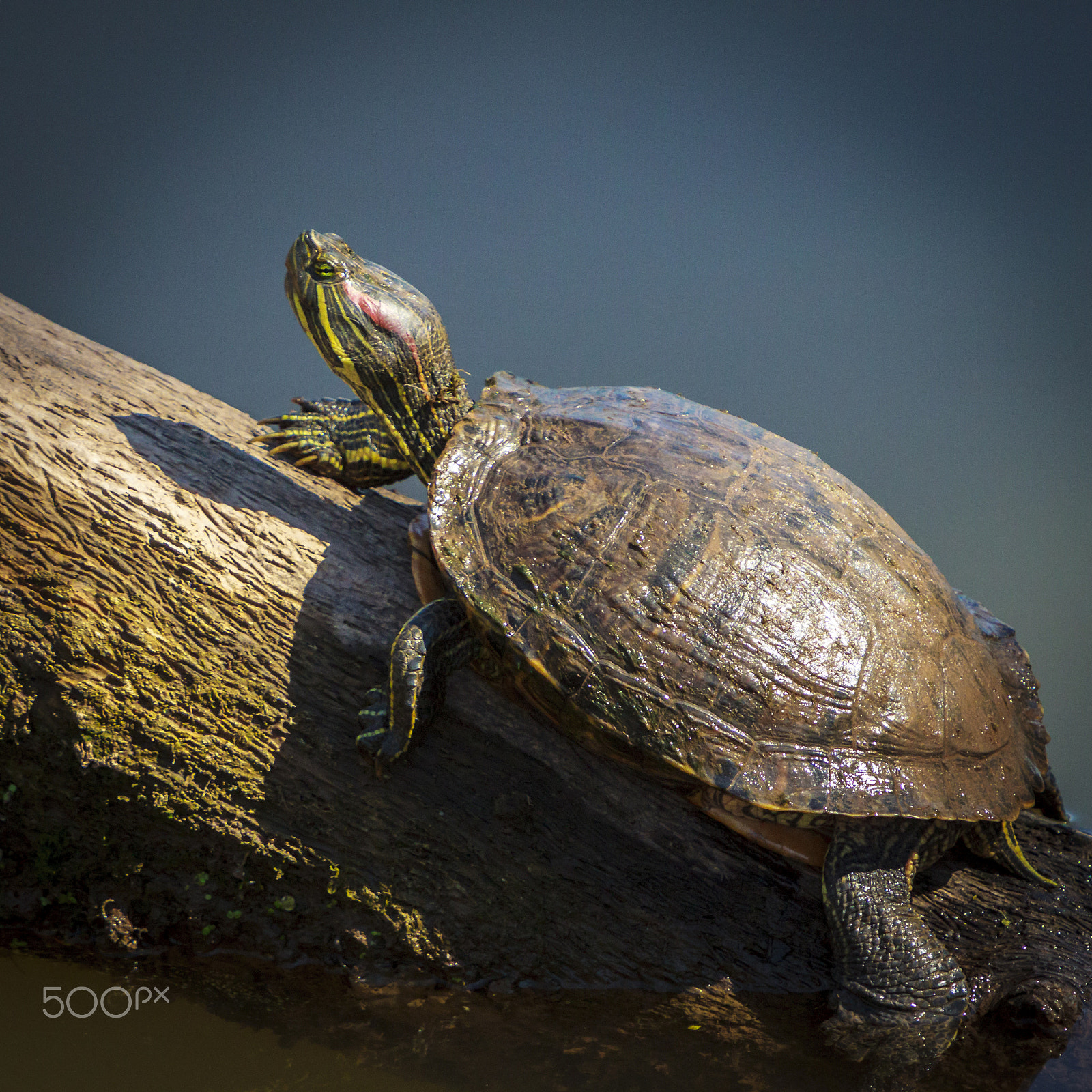 Canon EF 70-200mm F2.8L IS USM sample photo. Sunning on a log. photography