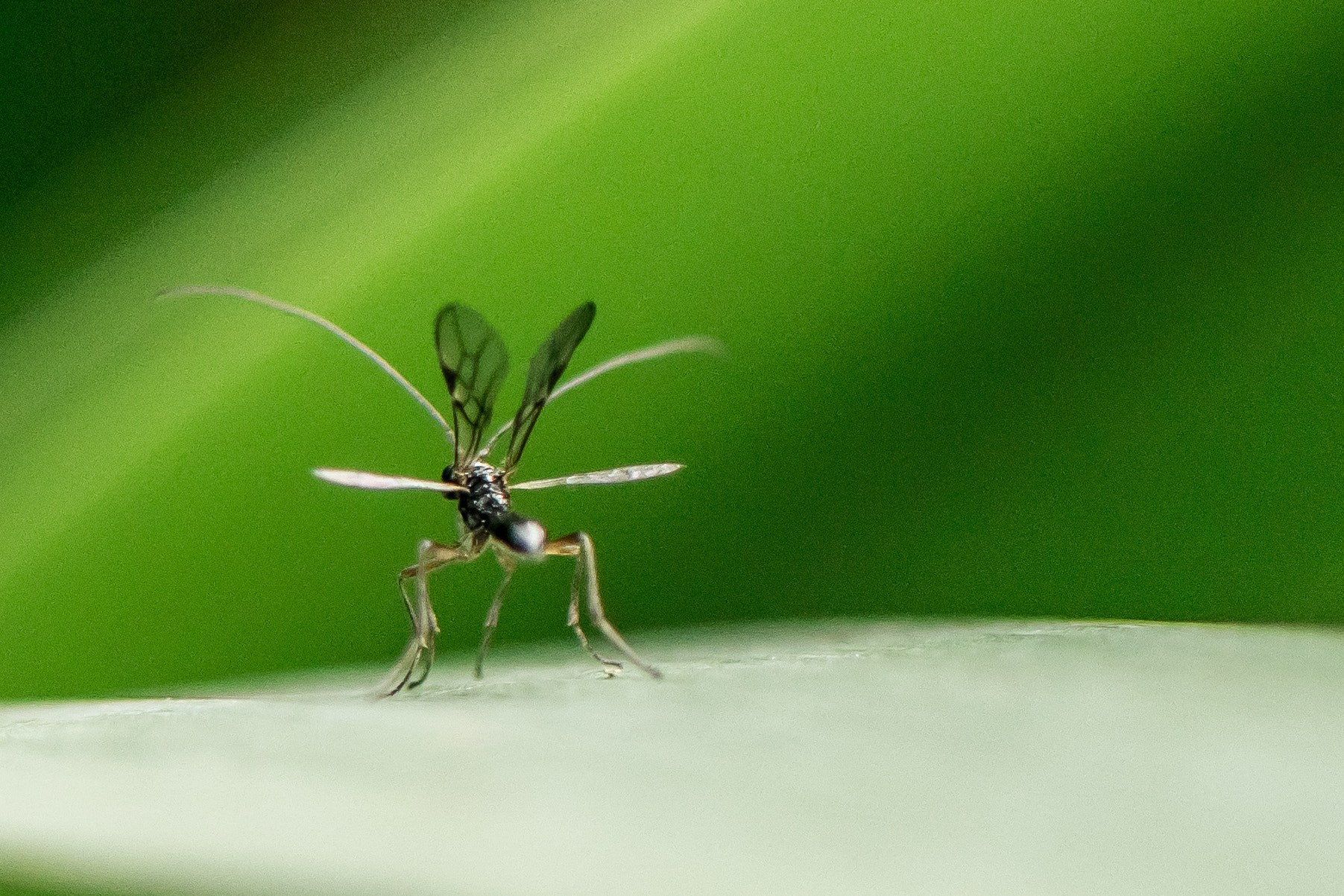 Nikon AF-S Micro-Nikkor 105mm F2.8G IF-ED VR sample photo. Gnat photography