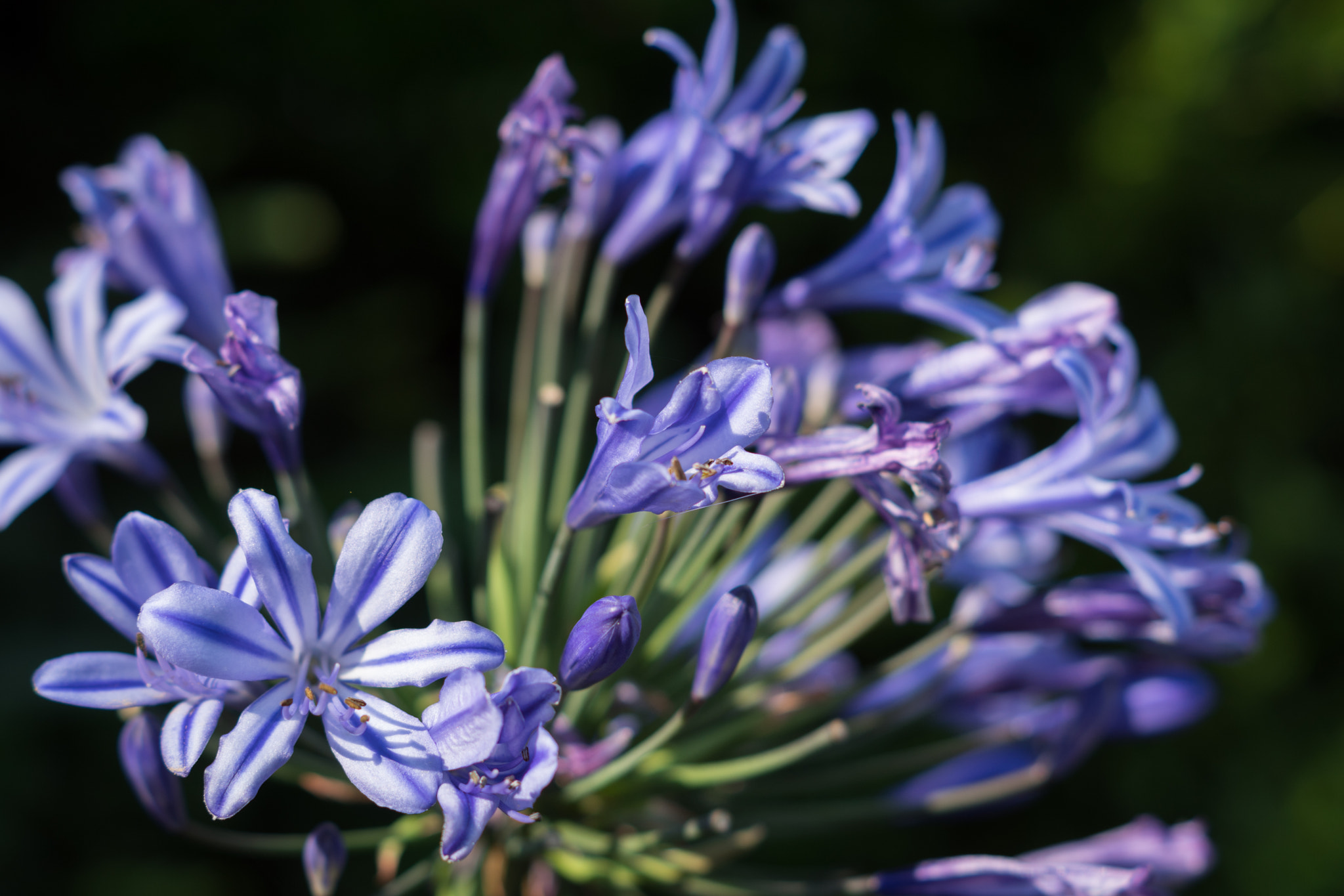 Sony SLT-A68 sample photo. Faded flowers photography