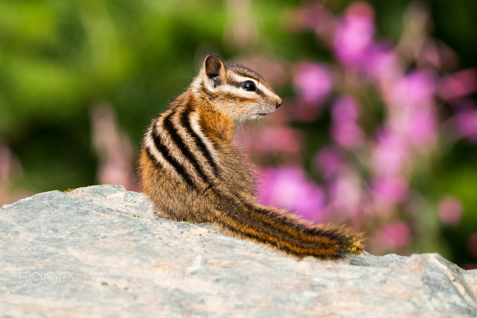 Panasonic Lumix DMC-GX85 (Lumix DMC-GX80 / Lumix DMC-GX7 Mark II) sample photo. Yellow-pine chipmunk photography