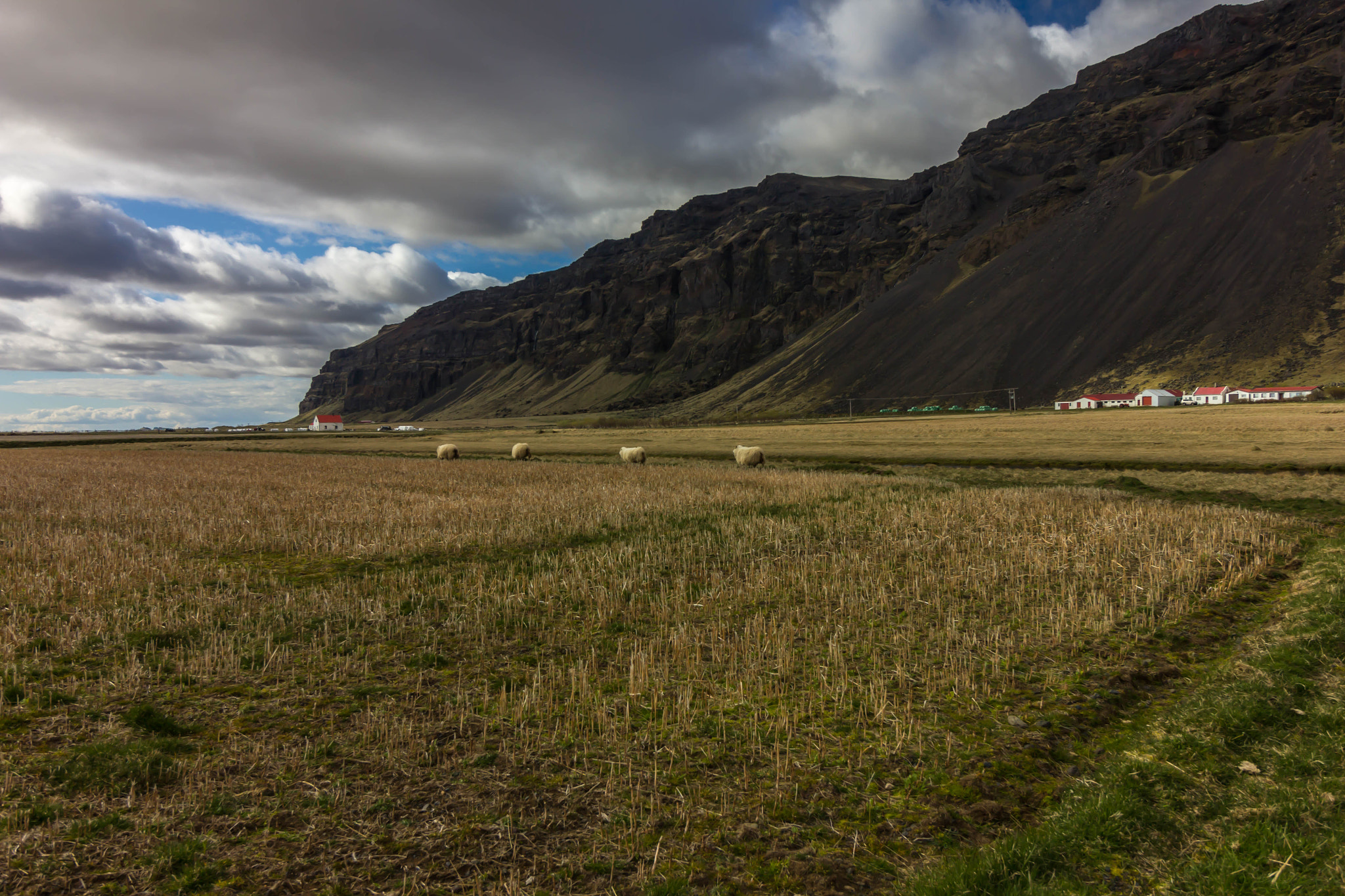 Canon EOS 550D (EOS Rebel T2i / EOS Kiss X4) sample photo. Wild sheep. photography