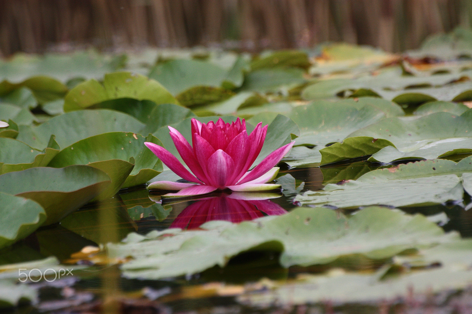 Sigma 70-300mm F4-5.6 APO DG Macro sample photo. Water lily photography
