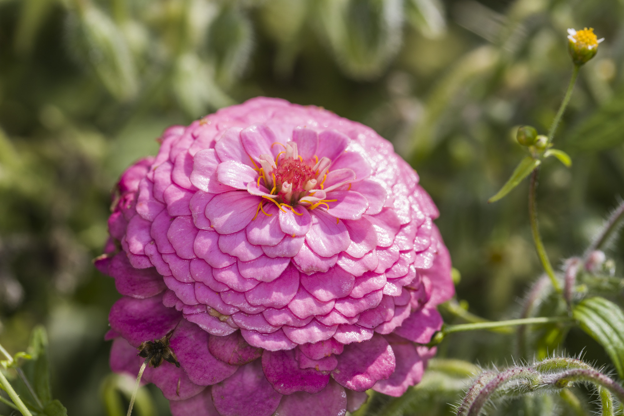 Canon EOS 5DS + Canon EF 100mm F2.8L Macro IS USM sample photo. Zinnia photography
