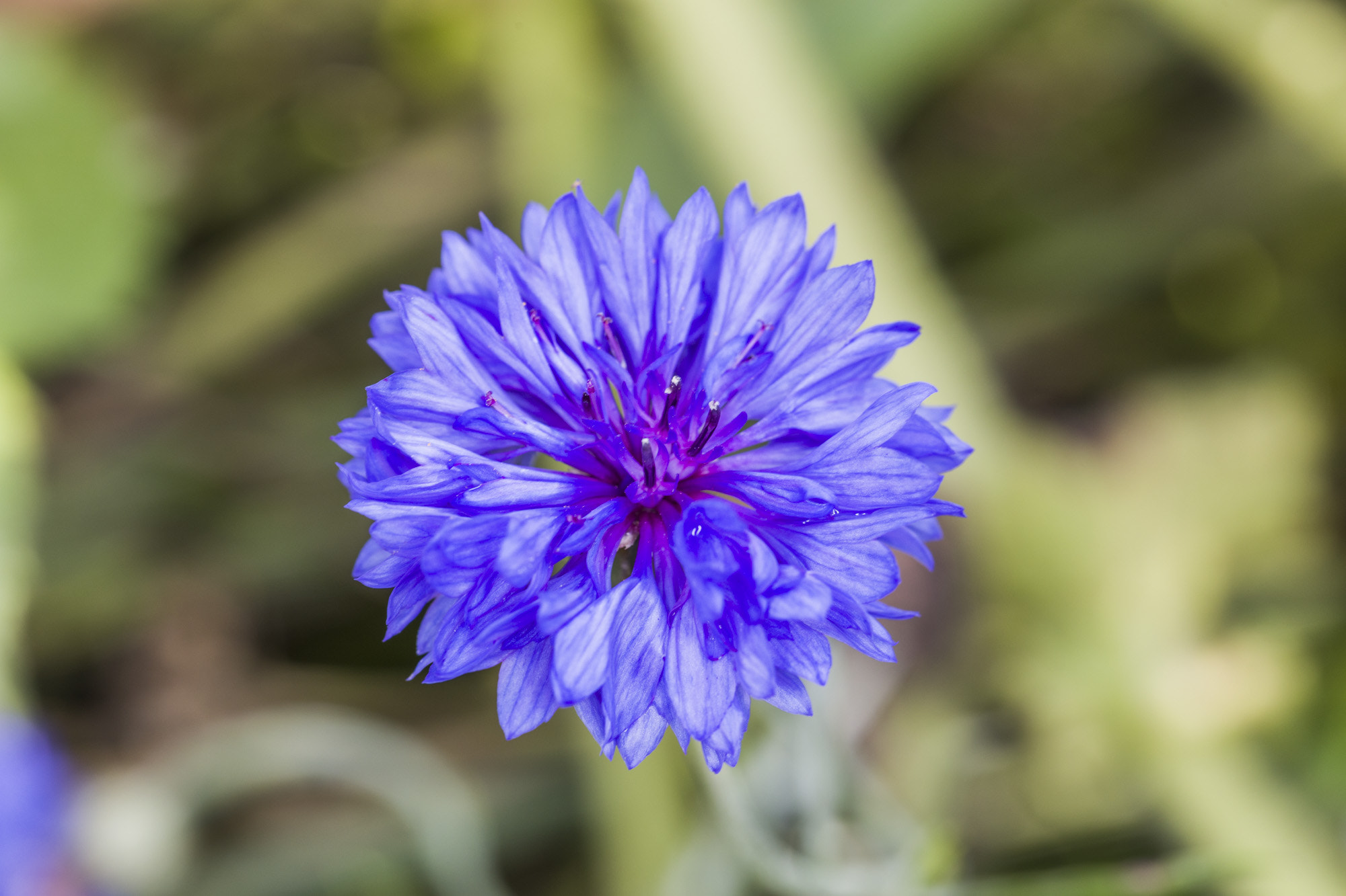 Canon EOS 5DS + Canon EF 100mm F2.8L Macro IS USM sample photo. Korenbloem photography