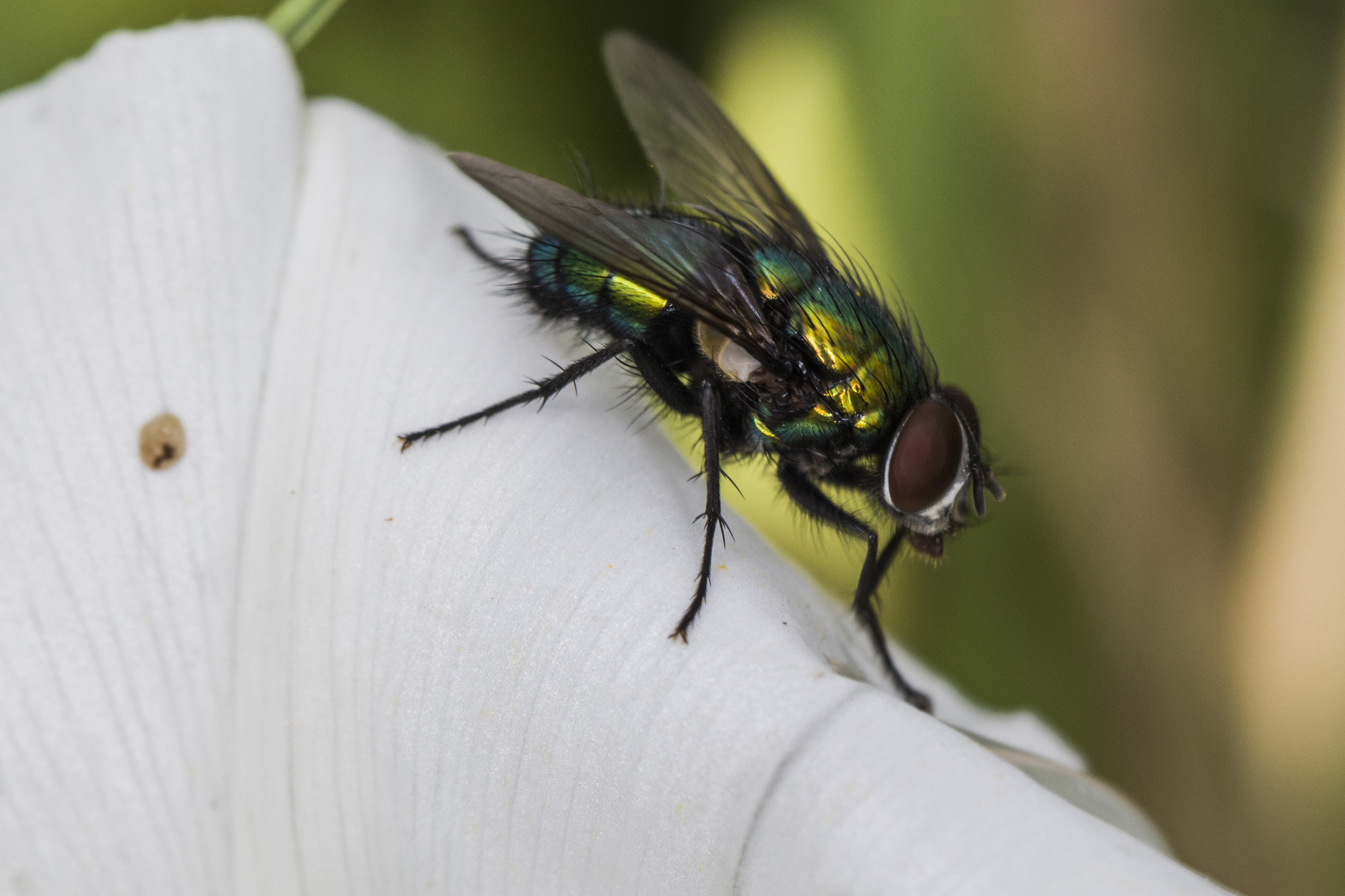 Canon EOS 5DS + Canon EF 100mm F2.8L Macro IS USM sample photo. The fly photography