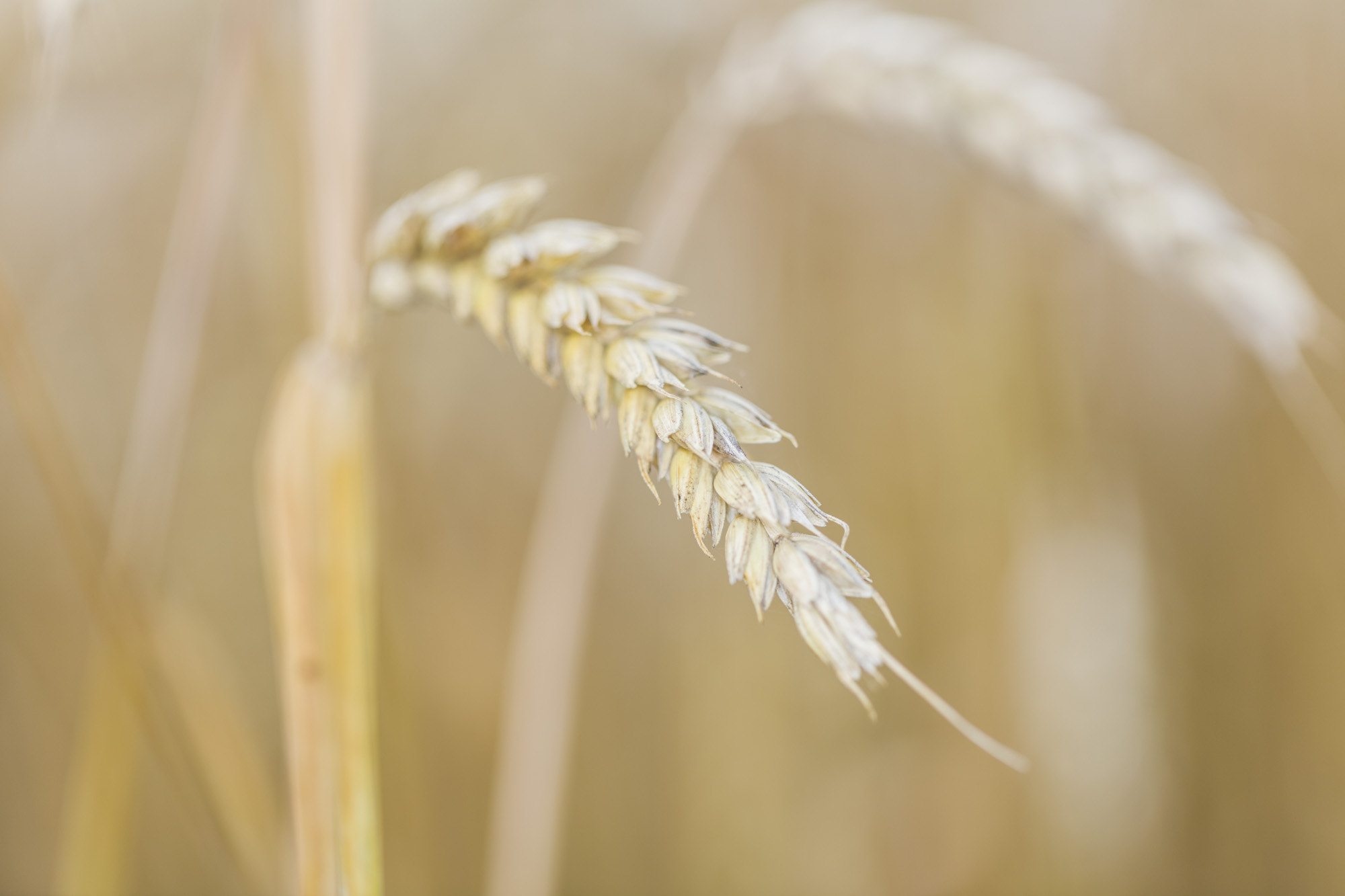 Canon EOS 5DS + Canon EF 100mm F2.8L Macro IS USM sample photo. Weed photography