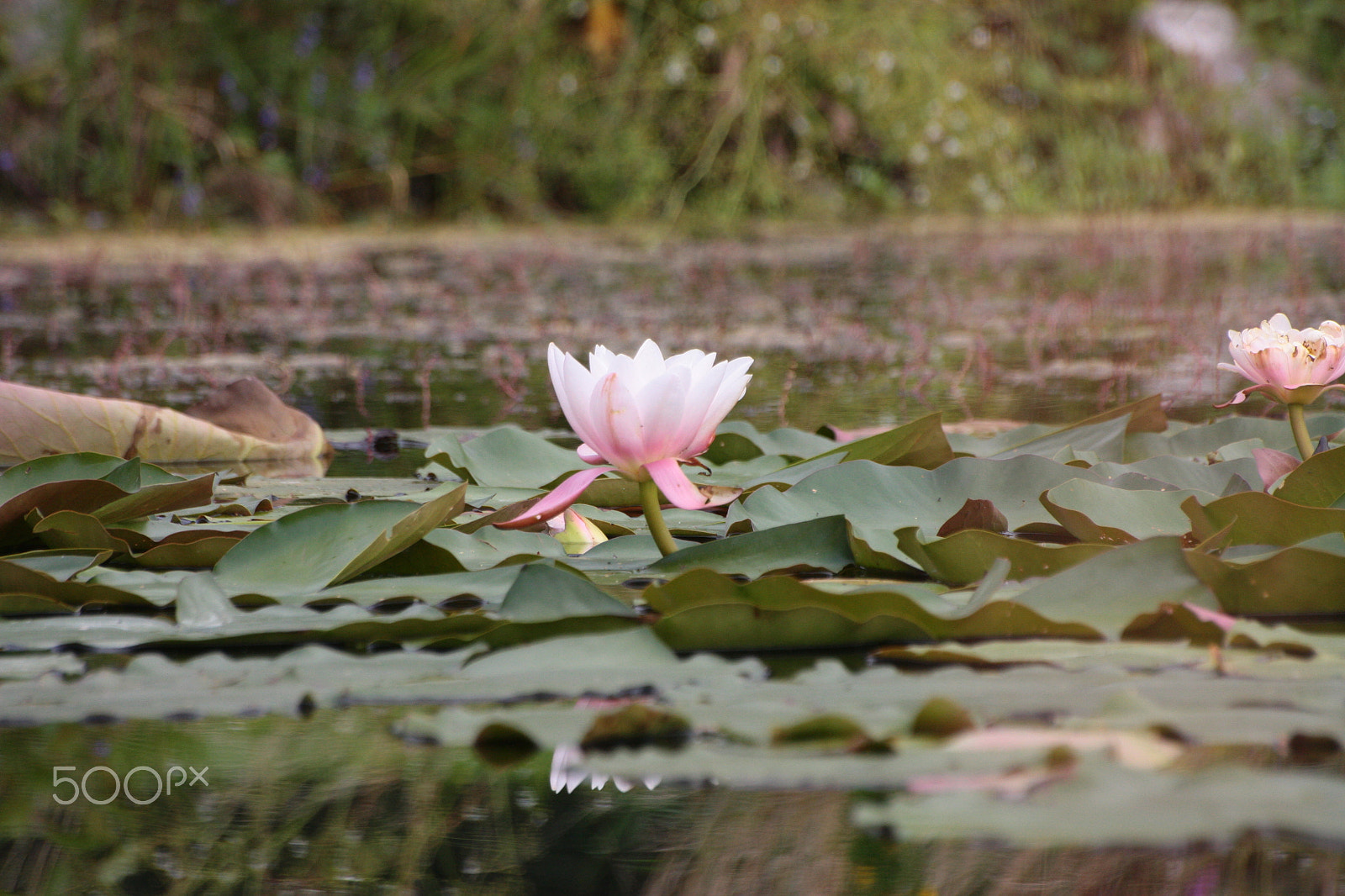 Sigma 70-300mm F4-5.6 APO DG Macro sample photo. I'm tall photography