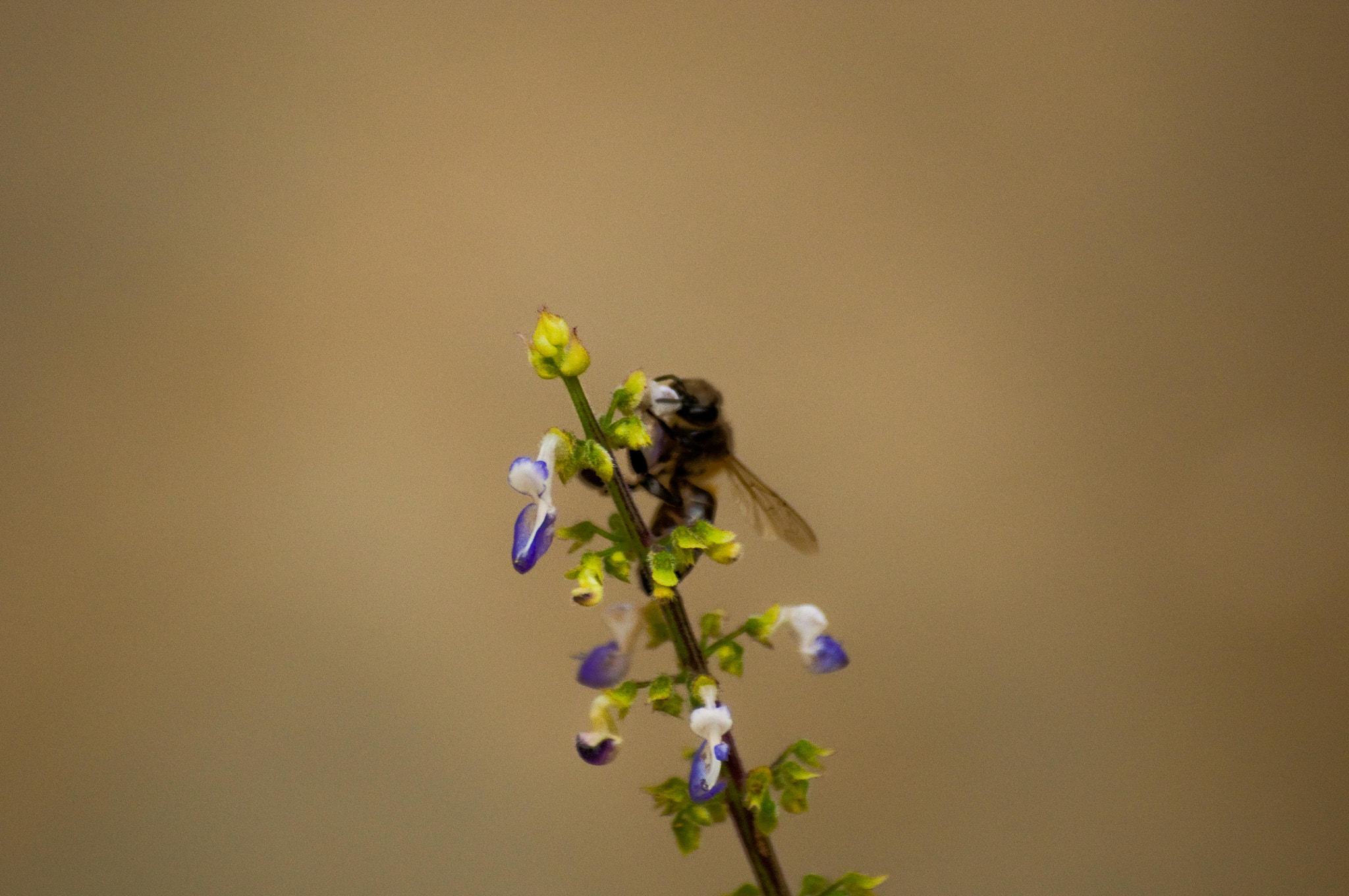 Nikon D90 + Sigma 70-300mm F4-5.6 DG Macro sample photo. Bee photography