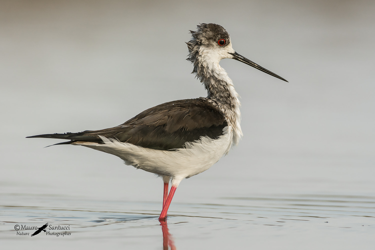 Nikon AF-S Nikkor 300mm F2.8G ED VR II sample photo. Cavaliere punk photography