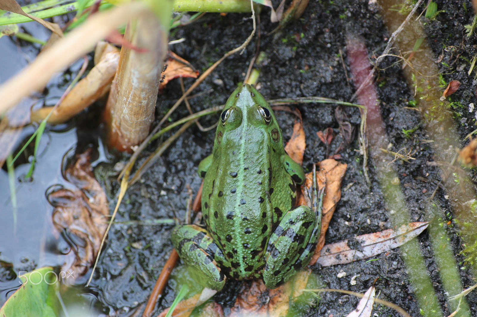 Sigma 70-300mm F4-5.6 APO DG Macro sample photo. Frog photography