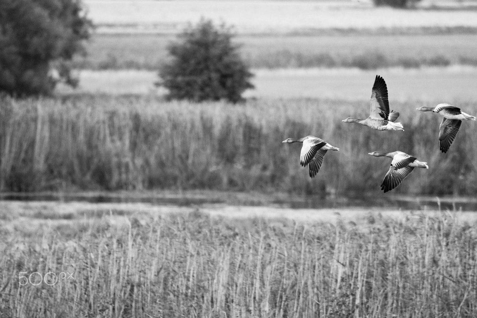 Tamron SP 150-600mm F5-6.3 Di VC USD sample photo. Migrating birds, greylag (anser anser) photography