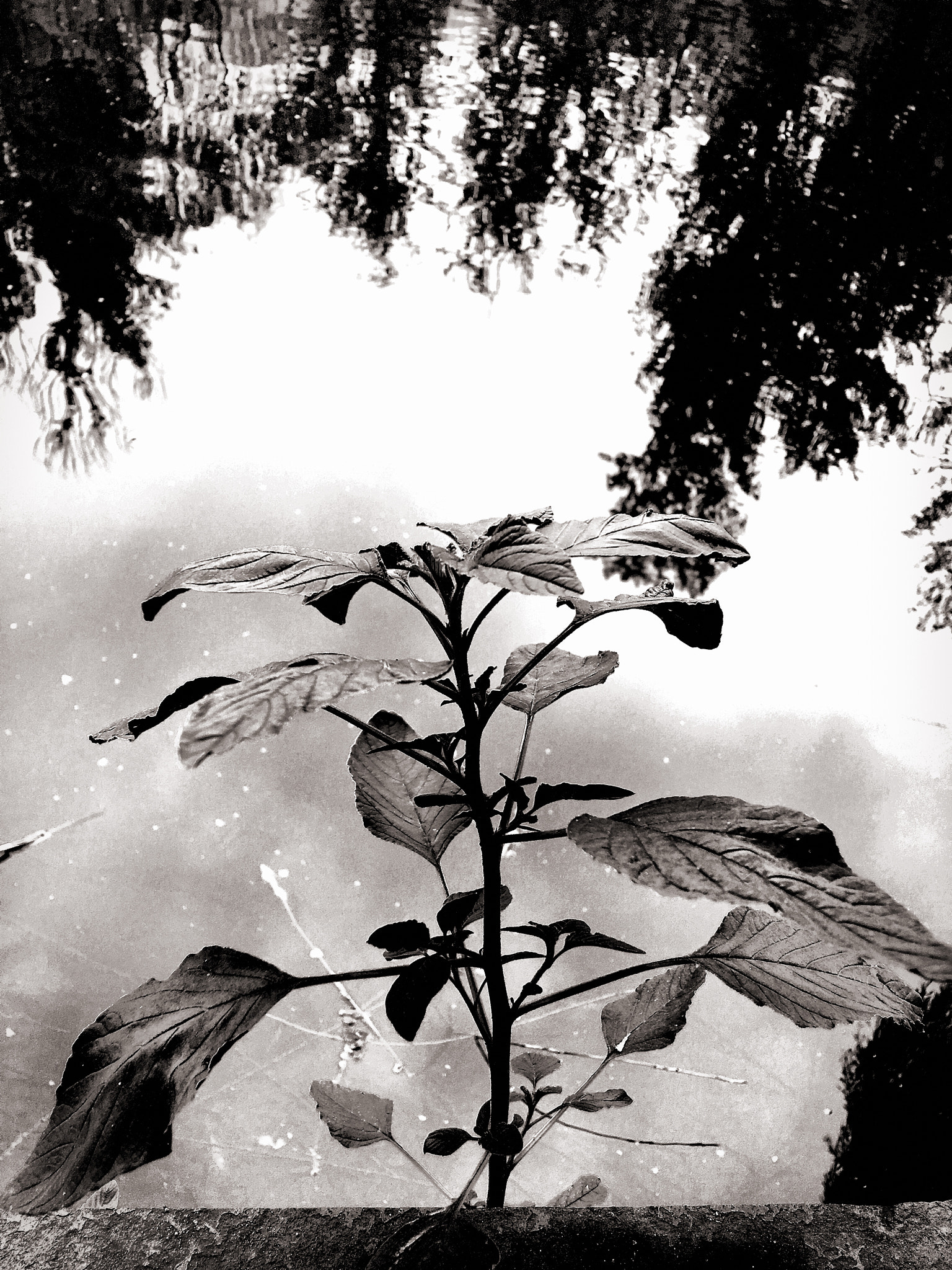 Blackie Camera sample photo