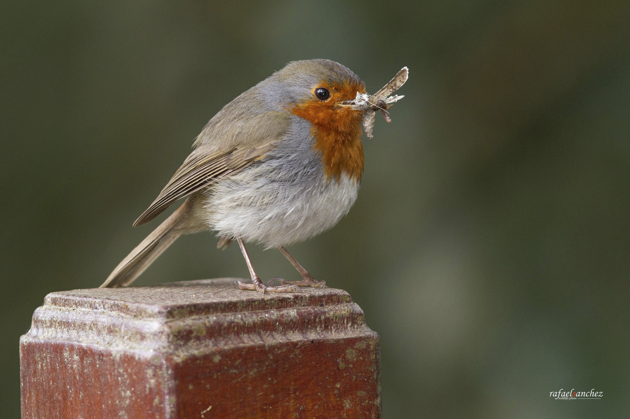 Canon EOS 7D + Canon EF 300mm F2.8L IS USM sample photo. Petirrojo - european robin photography