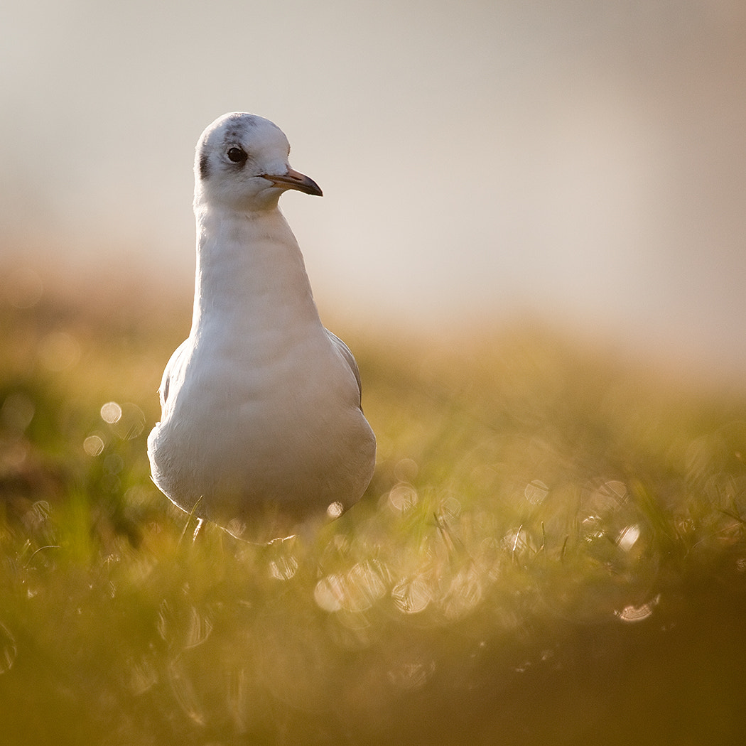 Canon EF 100-400mm F4.5-5.6L IS USM sample photo. Gull photography
