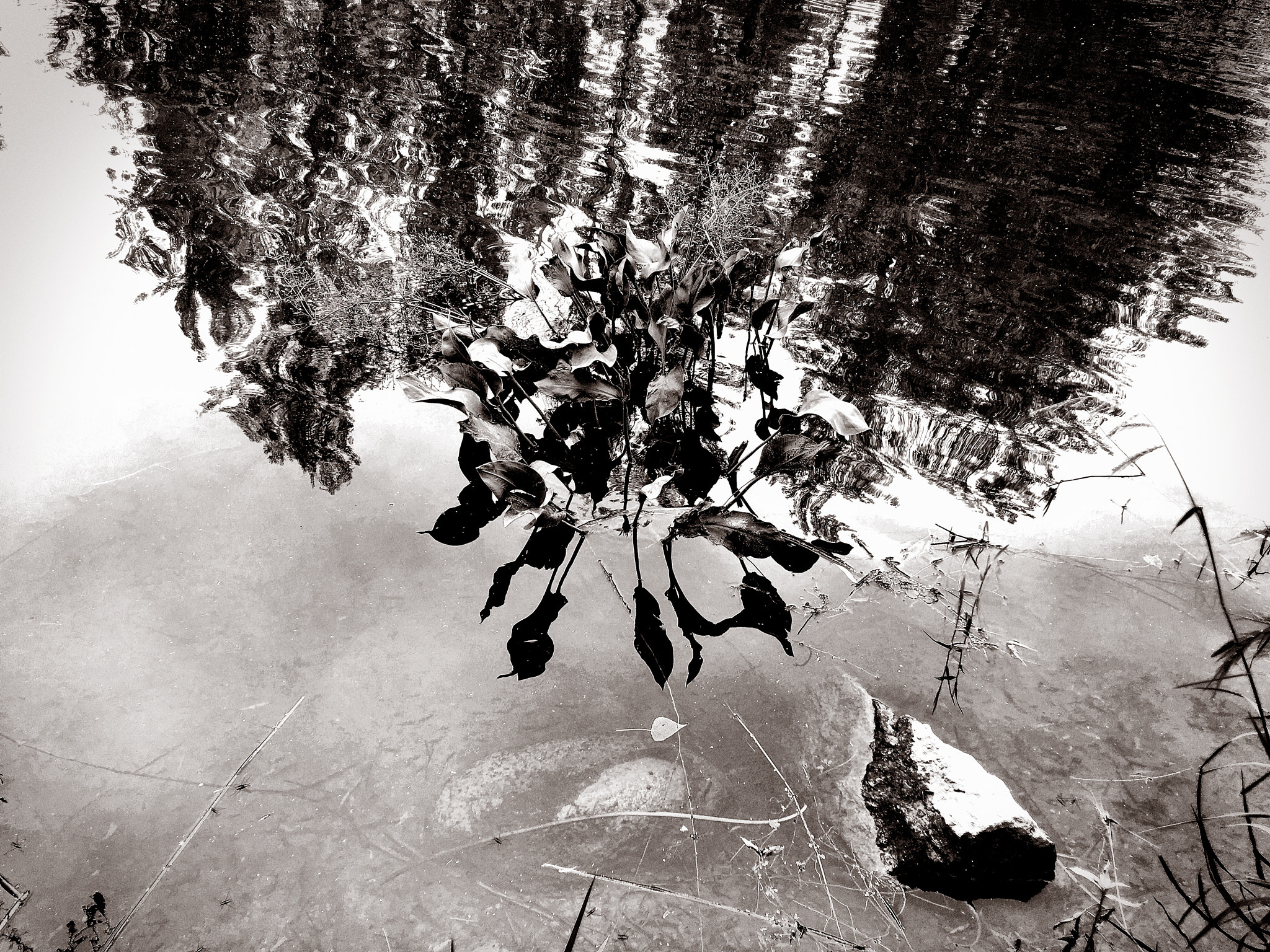 Blackie Camera sample photo. Reflection photography