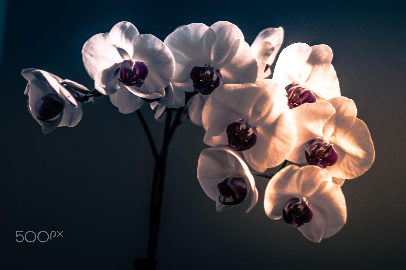 Nikon D5500 + Nikon AF-S Nikkor 50mm F1.4G sample photo. Orchids bathed in evening light photography