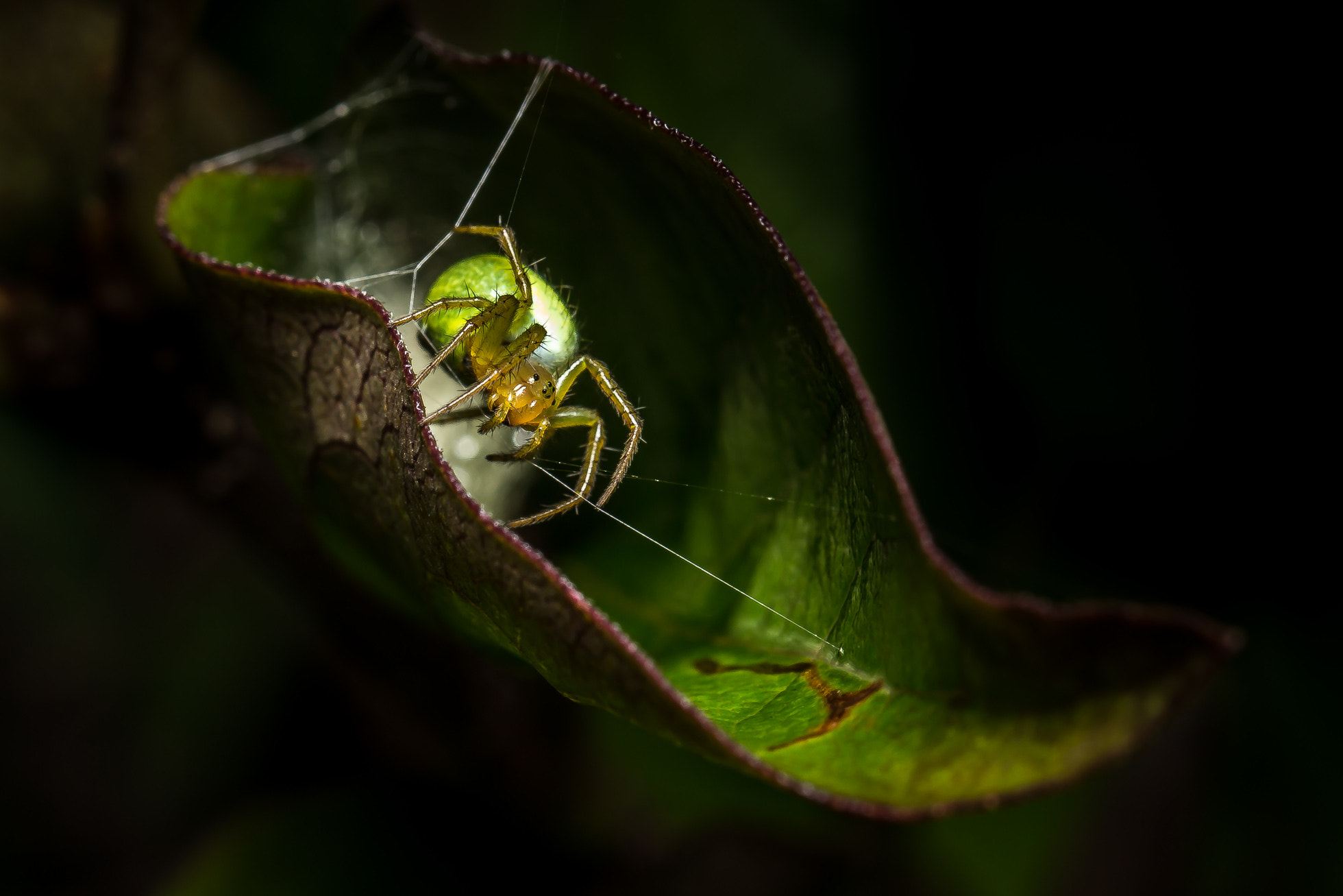 smc PENTAX-FA* 85mm F1.4 [IF] sample photo. Kürbisspinne (araniella cucurbitina) photography